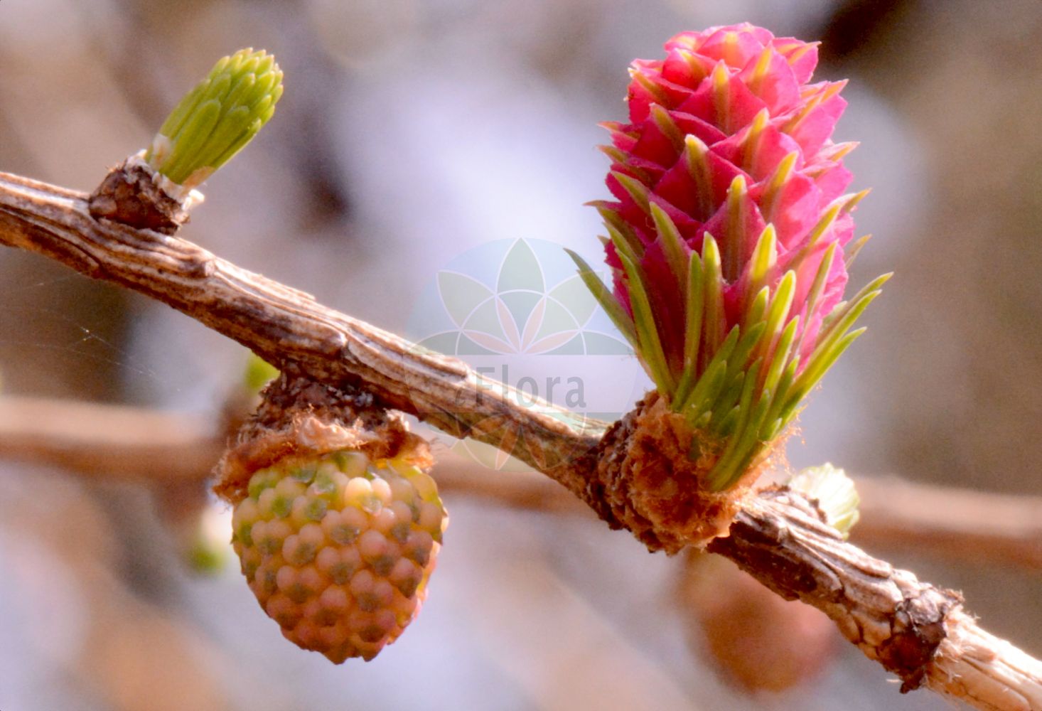 Foto von Larix decidua (Europäische Lärche - European Larch). Das Bild zeigt Zweig, Blatt, Bluete und Zapfen. Das Foto wurde in Frankfurt, Hessen, Deutschland aufgenommen. ---- Photo of Larix decidua (Europäische Lärche - European Larch). The image is showing twig, leaf, flower and cone. The picture was taken in Frankfurt, Hesse, Germany.(Larix decidua,Europäische Lärche,European Larch,Larix decidua,Larix europaea,Pinus larix,Europaeische Laerche,European Larch,Common Larch,Larch,White Larch,Larix,Lärche,Larch,Pinaceae,Kieferngewächse,Pine family,Zweig,Blatt,Bluete,Zapfen,twig,leaf,flower,cone)