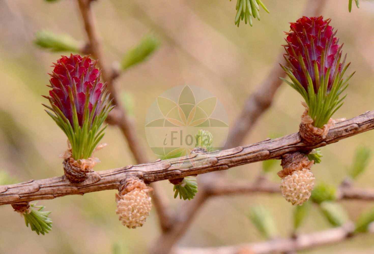 Foto von Larix decidua (Europäische Lärche - European Larch). Das Bild zeigt Zweig, Blatt, Bluete und Zapfen. Das Foto wurde in Frankfurt, Hessen, Deutschland aufgenommen. ---- Photo of Larix decidua (Europäische Lärche - European Larch). The image is showing twig, leaf, flower and cone. The picture was taken in Frankfurt, Hesse, Germany.(Larix decidua,Europäische Lärche,European Larch,Larix decidua,Larix europaea,Pinus larix,Europaeische Laerche,European Larch,Common Larch,Larch,White Larch,Larix,Lärche,Larch,Pinaceae,Kieferngewächse,Pine family,Zweig,Blatt,Bluete,Zapfen,twig,leaf,flower,cone)