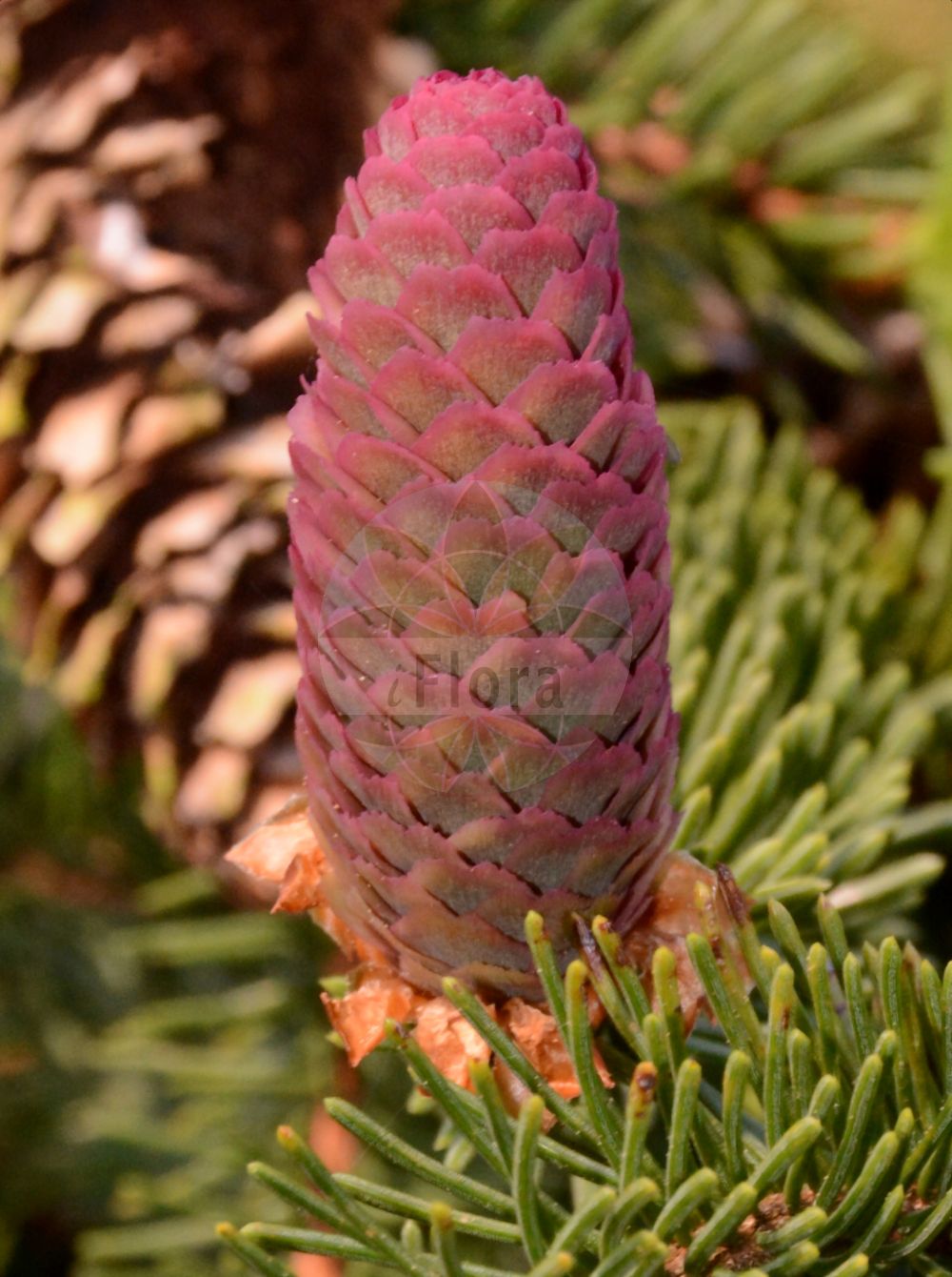 Foto von Picea abies (Gewöhnliche Fichte - Norway Spruce). Das Bild zeigt Blatt, Bluete und Zapfen. Das Foto wurde in Marburg, Hessen, Deutschland aufgenommen. ---- Photo of Picea abies (Gewöhnliche Fichte - Norway Spruce). The image is showing leaf, flower and cone. The picture was taken in Marburg, Hesse, Germany.(Picea abies,Gewöhnliche Fichte,Norway Spruce,Abies alpestris,Abies excelsa,Picea abies,Picea excelsa,Picea integrisquamis,Picea vulgaris,Pinus abies,Pinus excelsa,Gewoehnliche Fichte,Fichte,Rot-Tanne,Norway Spruce,Christmas Tree,Common Pitch Fir,Common Spruce,European Spruce,Picea,Fichte,Spruce,Pinaceae,Kieferngewächse,Pine family,Blatt,Bluete,Zapfen,leaf,flower,cone)