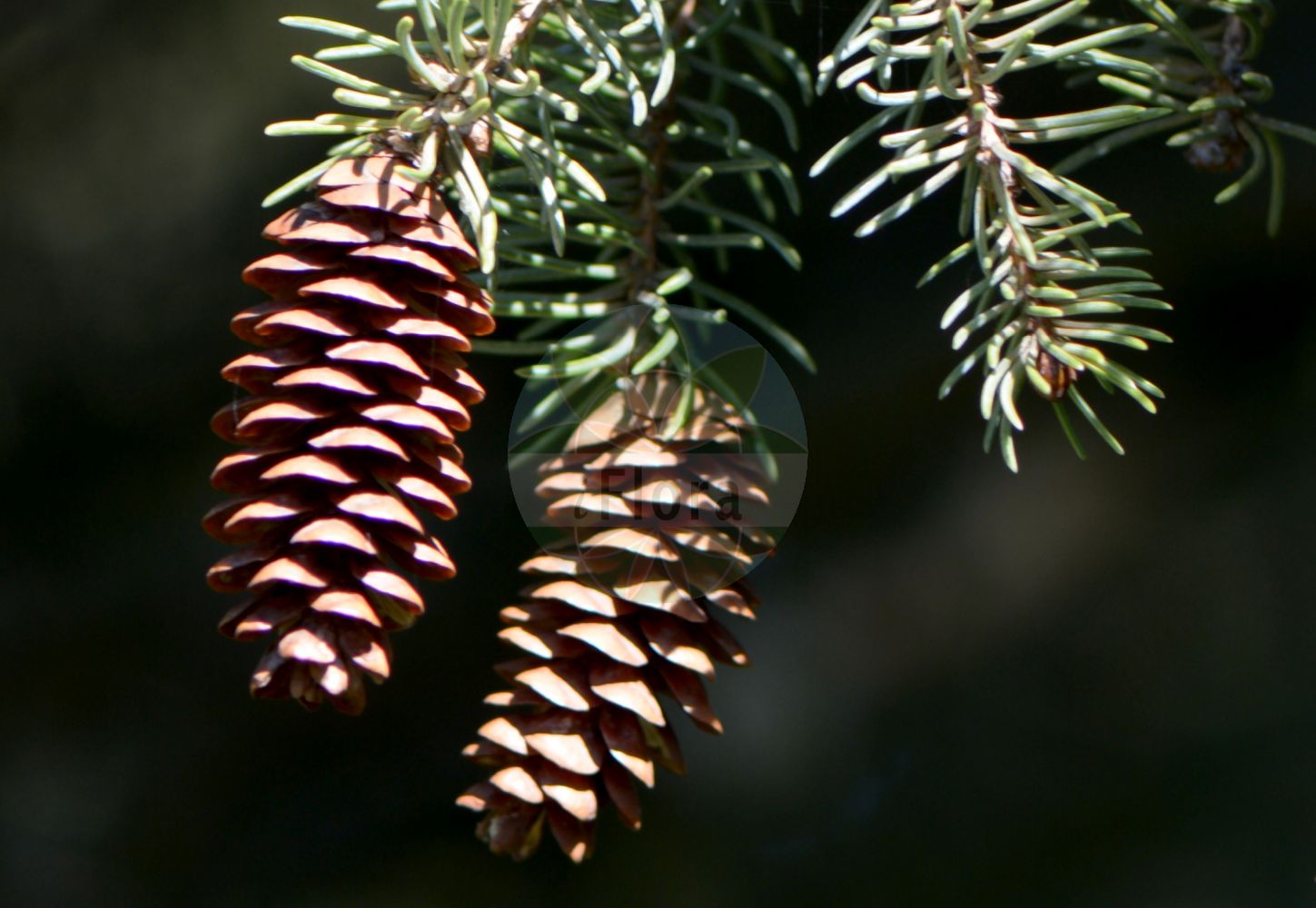 Foto von Picea glauca (White Spruce). Das Bild zeigt Blatt, Bluete und Zapfen. Das Foto wurde in Göttingen, Niedersachsen, Deutschland aufgenommen. ---- Photo of Picea glauca (White Spruce). The image is showing leaf, flower and cone. The picture was taken in Goettingen, Lower Saxony, Germany.(Picea glauca,White Spruce,Picea glauca,Pinus glauca,Picea,Fichte,Spruce,Pinaceae,Kieferngewächse,Pine family,Blatt,Bluete,Zapfen,leaf,flower,cone)