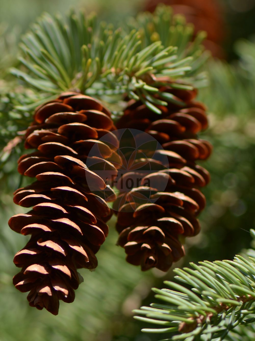 Foto von Picea glauca (White Spruce). Das Bild zeigt Blatt, Bluete und Zapfen. Das Foto wurde in Göttingen, Niedersachsen, Deutschland aufgenommen. ---- Photo of Picea glauca (White Spruce). The image is showing leaf, flower and cone. The picture was taken in Goettingen, Lower Saxony, Germany.(Picea glauca,White Spruce,Picea glauca,Pinus glauca,Picea,Fichte,Spruce,Pinaceae,Kieferngewächse,Pine family,Blatt,Bluete,Zapfen,leaf,flower,cone)
