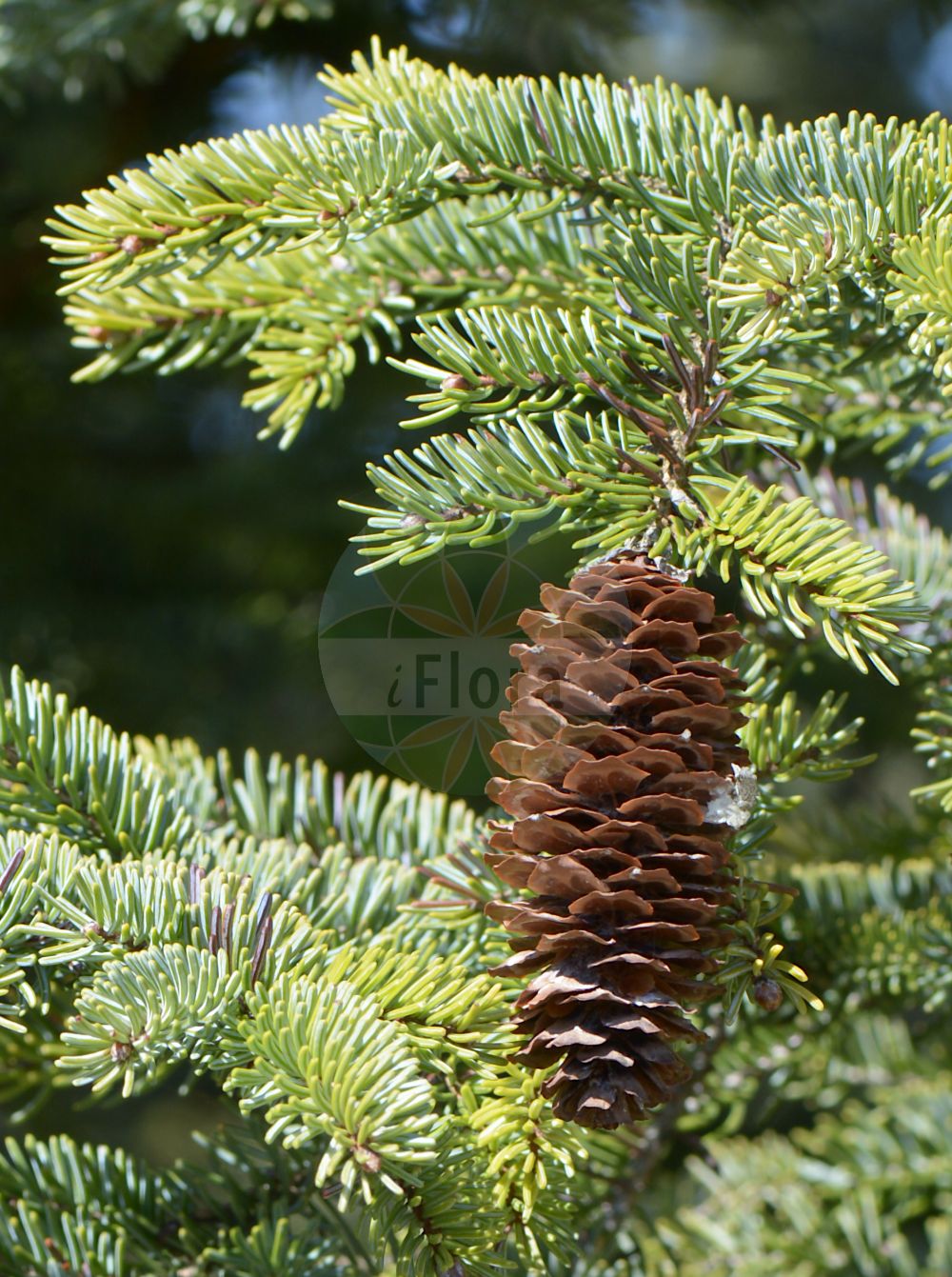 Foto von Picea glehnii. Das Bild zeigt Blatt, Bluete und Zapfen. Das Foto wurde in Göttingen, Niedersachsen, Deutschland aufgenommen. ---- Photo of Picea glehnii. The image is showing leaf, flower and cone. The picture was taken in Goettingen, Lower Saxony, Germany.(Picea glehnii,Picea,Fichte,Spruce,Pinaceae,Kieferngewächse,Pine family,Blatt,Bluete,Zapfen,leaf,flower,cone)