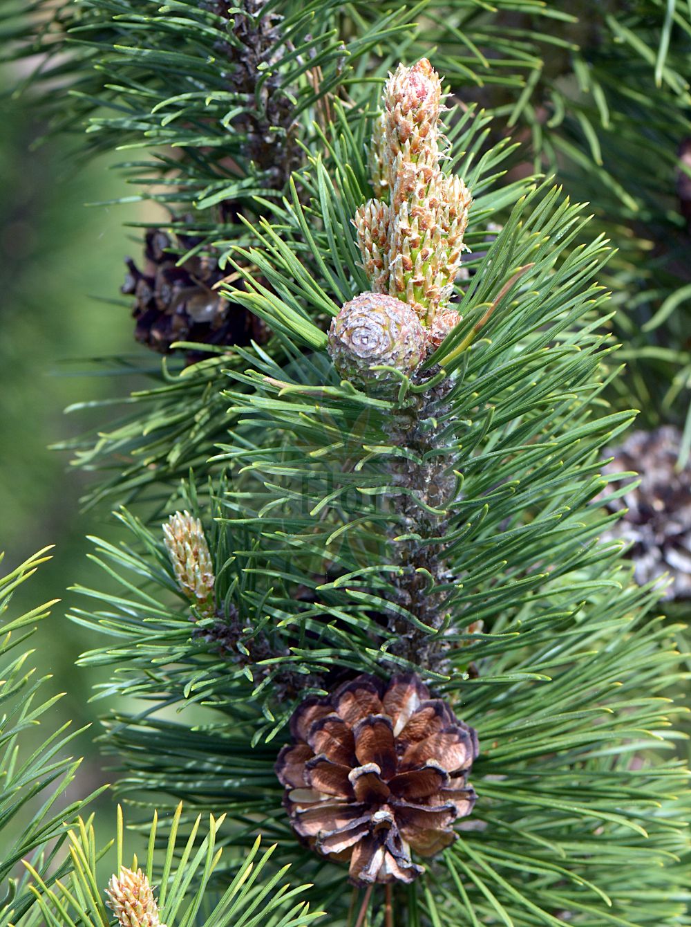 Foto von Pinus mugo (Berg-Kiefer - Dwarf Mountain-pine). Das Bild zeigt Blatt, Bluete und Zapfen. Das Foto wurde in Marburg, Hessen, Deutschland aufgenommen. ---- Photo of Pinus mugo (Berg-Kiefer - Dwarf Mountain-pine). The image is showing leaf, flower and cone. The picture was taken in Marburg, Hesse, Germany.(Pinus mugo,Berg-Kiefer,Dwarf Mountain-pine,Pinus montana,Pinus mughus,Pinus mugo,Pinus pumilio,Berg-Kiefer,Berg-Spirke,Krummholz-Kiefer,Legfoehre,Moor-Kiefer,Zwerg-Legfoehre,Dwarf Mountain-pine,Pinus,Kiefer,Pine,Pinaceae,Kieferngewächse,Pine family,Blatt,Bluete,Zapfen,leaf,flower,cone)