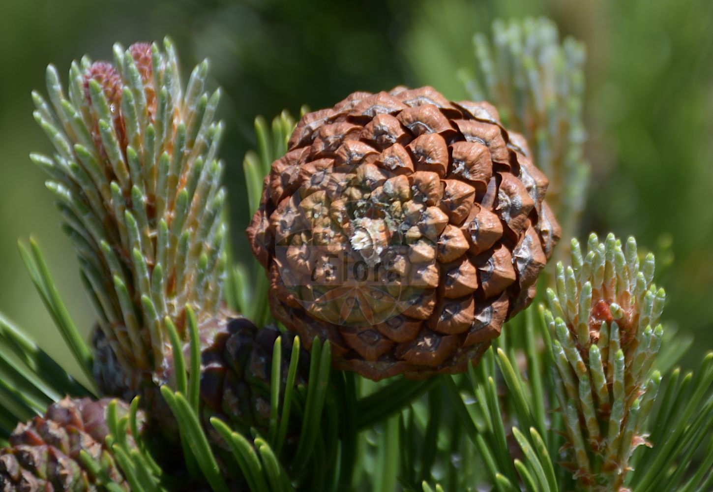 Foto von Pinus mugo (Berg-Kiefer - Dwarf Mountain-pine). Das Bild zeigt Blatt, Bluete und Zapfen. Das Foto wurde in Schachen, Garmisch-Partenkirchen, Bayern, Deutschland, Alpen aufgenommen. ---- Photo of Pinus mugo (Berg-Kiefer - Dwarf Mountain-pine). The image is showing leaf, flower and cone. The picture was taken in Schachen, Garmisch-Partenkirchen, Bavaria, Germany, Alps.(Pinus mugo,Berg-Kiefer,Dwarf Mountain-pine,Pinus montana,Pinus mughus,Pinus mugo,Pinus pumilio,Berg-Kiefer,Berg-Spirke,Krummholz-Kiefer,Legfoehre,Moor-Kiefer,Zwerg-Legfoehre,Dwarf Mountain-pine,Pinus,Kiefer,Pine,Pinaceae,Kieferngewächse,Pine family,Blatt,Bluete,Zapfen,leaf,flower,cone)