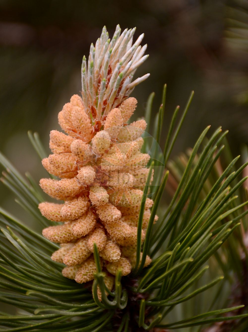 Foto von Pinus mugo (Berg-Kiefer - Dwarf Mountain-pine). Das Bild zeigt Blatt und Bluete. Das Foto wurde in Oberhof, Thüringen, Deutschland aufgenommen. ---- Photo of Pinus mugo (Berg-Kiefer - Dwarf Mountain-pine). The image is showing leaf and flower. The picture was taken in Oberhof, Thuringia, Germany.(Pinus mugo,Berg-Kiefer,Dwarf Mountain-pine,Pinus montana,Pinus mughus,Pinus mugo,Pinus pumilio,Berg-Kiefer,Berg-Spirke,Krummholz-Kiefer,Legfoehre,Moor-Kiefer,Zwerg-Legfoehre,Dwarf Mountain-pine,Pinus,Kiefer,Pine,Pinaceae,Kieferngewächse,Pine family,Blatt,Bluete,leaf,flower)