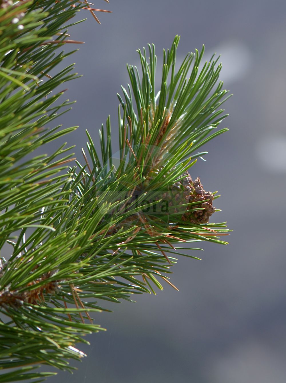 Foto von Pinus uncinata (Haken-Kiefer - Mountain Pine). Das Bild zeigt Blatt. Das Foto wurde in Station Alpine Joseph Fourier, Col du Lautaret, Auvergne-Rhône-Alpes, Frankreich aufgenommen. ---- Photo of Pinus uncinata (Haken-Kiefer - Mountain Pine). The image is showing leaf. The picture was taken in Station Alpine Joseph Fourier, Col du Lautaret, Auvergne-Rhône-Alpes, France.(Pinus uncinata,Haken-Kiefer,Mountain Pine,Pinus uncinata,Haken-Kiefer,Mountain Pine,Scrub Mountain Pine,Pinus,Kiefer,Pine,Pinaceae,Kieferngewächse,Pine family,Blatt,leaf)