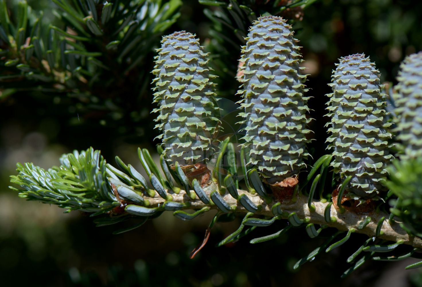 Foto von Abies koreana. Das Bild zeigt Blatt, Bluete und Zapfen. Das Foto wurde in Göteborg, Schweden aufgenommen. ---- Photo of Abies koreana. The image is showing leaf, flower and cone. The picture was taken in Gothenburg, Sweden.(Abies koreana,Abies koreana,Abies,Tanne,Fir,Pinaceae,Kieferngewächse,Pine family,Blatt,Bluete,Zapfen,leaf,flower,cone)