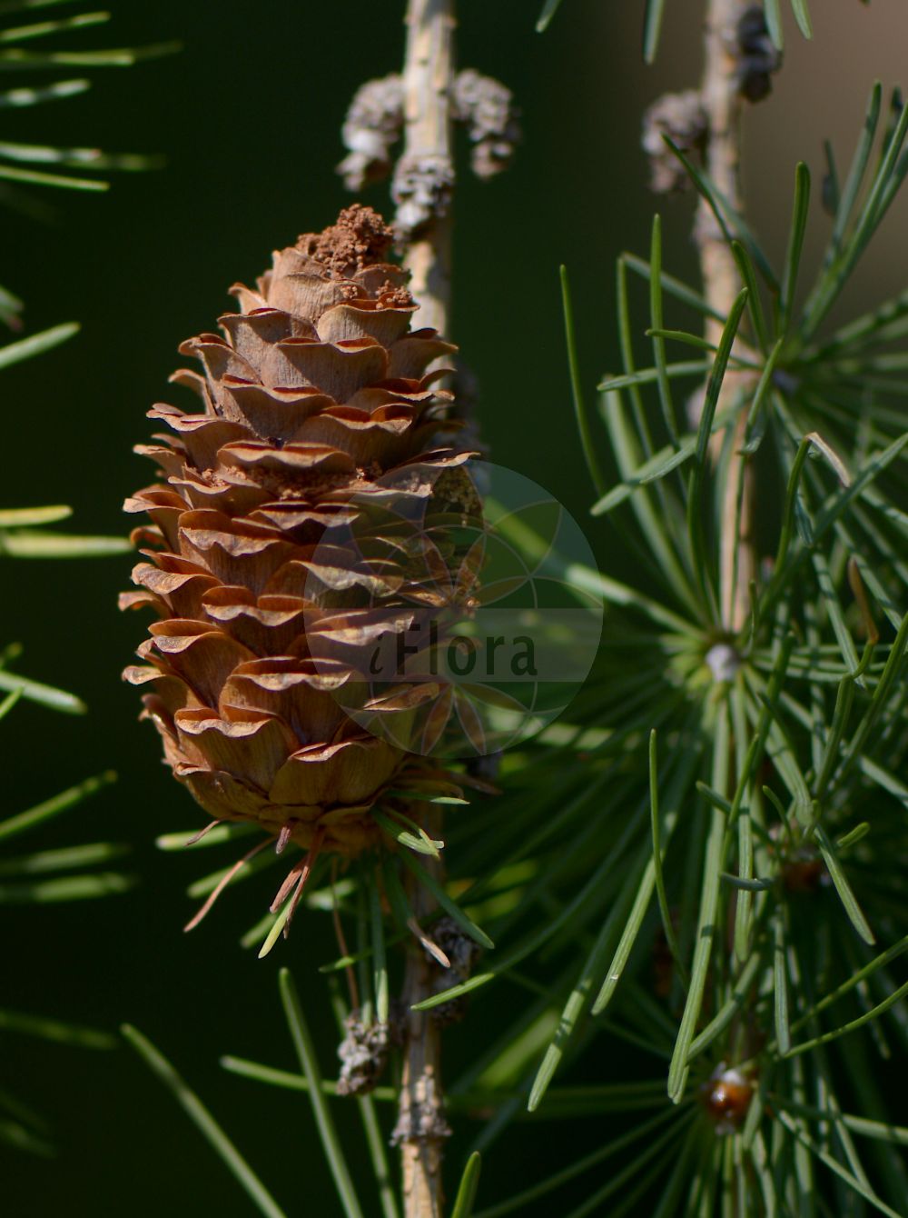 Foto von Larix kaempferi (Japanische Lärche - Japanese Larch). Das Bild zeigt Zweig, Blatt, Bluete und Zapfen. Das Foto wurde in Jena, Thüringen, Deutschland aufgenommen. ---- Photo of Larix kaempferi (Japanische Lärche - Japanese Larch). The image is showing twig, leaf, flower and cone. The picture was taken in Jena, Thuringia, Germany.(Larix kaempferi,Japanische Lärche,Japanese Larch,Abies leptolepis,Larix japonica,Larix kaempferi,Larix leptolepis,Pinus kaempferi,Japanische Laerche,Japanese Larch,Larix,Lärche,Larch,Pinaceae,Kieferngewächse,Pine family,Zweig,Blatt,Bluete,Zapfen,twig,leaf,flower,cone)