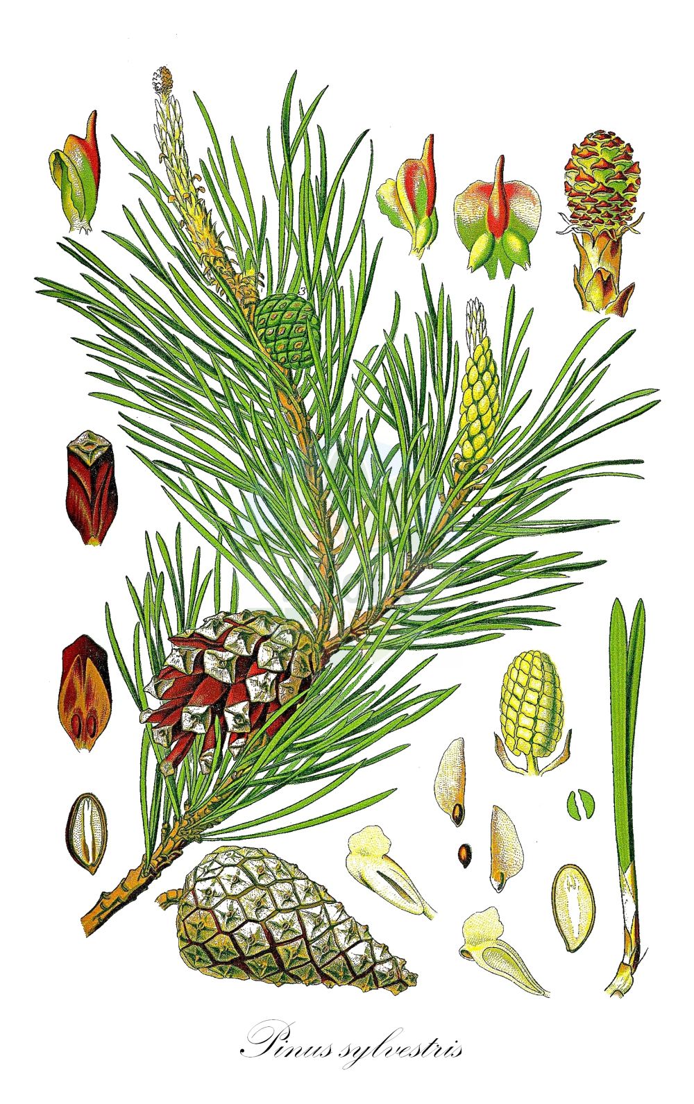 Historische Abbildung von Pinus sylvestris (Wald-Kiefer - Scots Pine). ---- Historical Drawing of Pinus sylvestris (Wald-Kiefer - Scots Pine).(Pinus sylvestris,Wald-Kiefer,Scots Pine,Pinus armena,Pinus fominii,Pinus hamata,Pinus kochiana,Pinus rubra,Pinus sosnowskyi,Pinus sylvestris,Pinus sylvestris var. hamata,Wald-Kiefer,Foehre,Scots Pine,Common Pine,Norway Fir,Red Pine,Redwood,Scots Fir,Wild Pine,Pinus,Kiefer,Pine,Pinaceae,Kieferngewächse,Pine family,Thomé (1885))