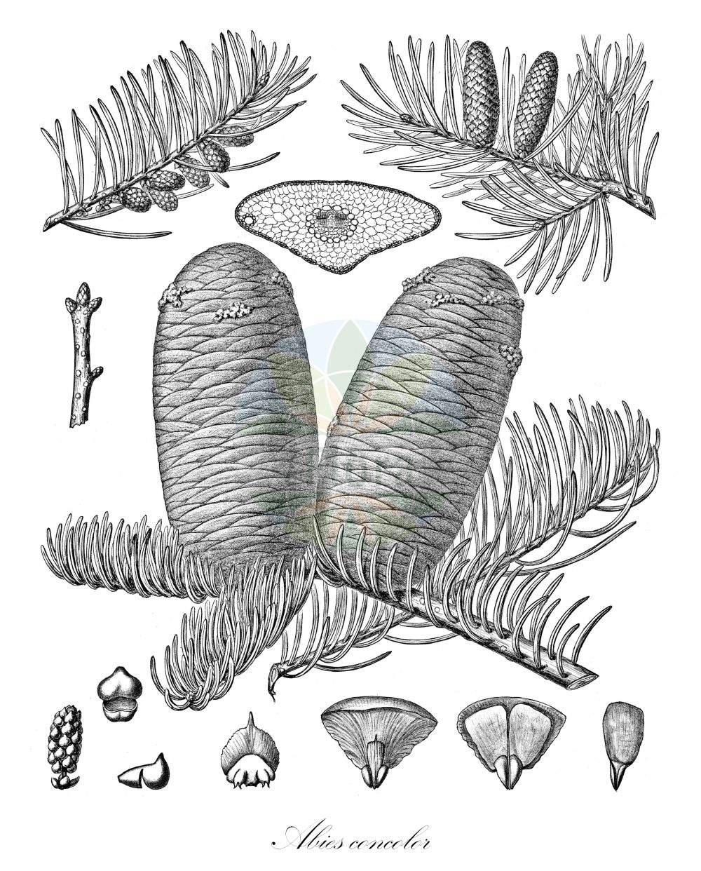 Historische Abbildung von Abies concolor (Kolorado-Tanne - Colorado White-fir). Das Bild zeigt Blatt, Bluete, Frucht und Same. ---- Historical Drawing of Abies concolor (Kolorado-Tanne - Colorado White-fir). The image is showing leaf, flower, fruit and seed.(Abies concolor,Kolorado-Tanne,Colorado White-fir,Abies concolor,Picea concolor,Kolorado-Tanne,Colorado White-fir,Black Balsam Fir,Colorado Fir,White Fir,Abies,Tanne,Fir,Pinaceae,Kieferngewächse,Pine family,Blatt,Bluete,Frucht,Same,leaf,flower,fruit,seed,Sargent (1891-1902))