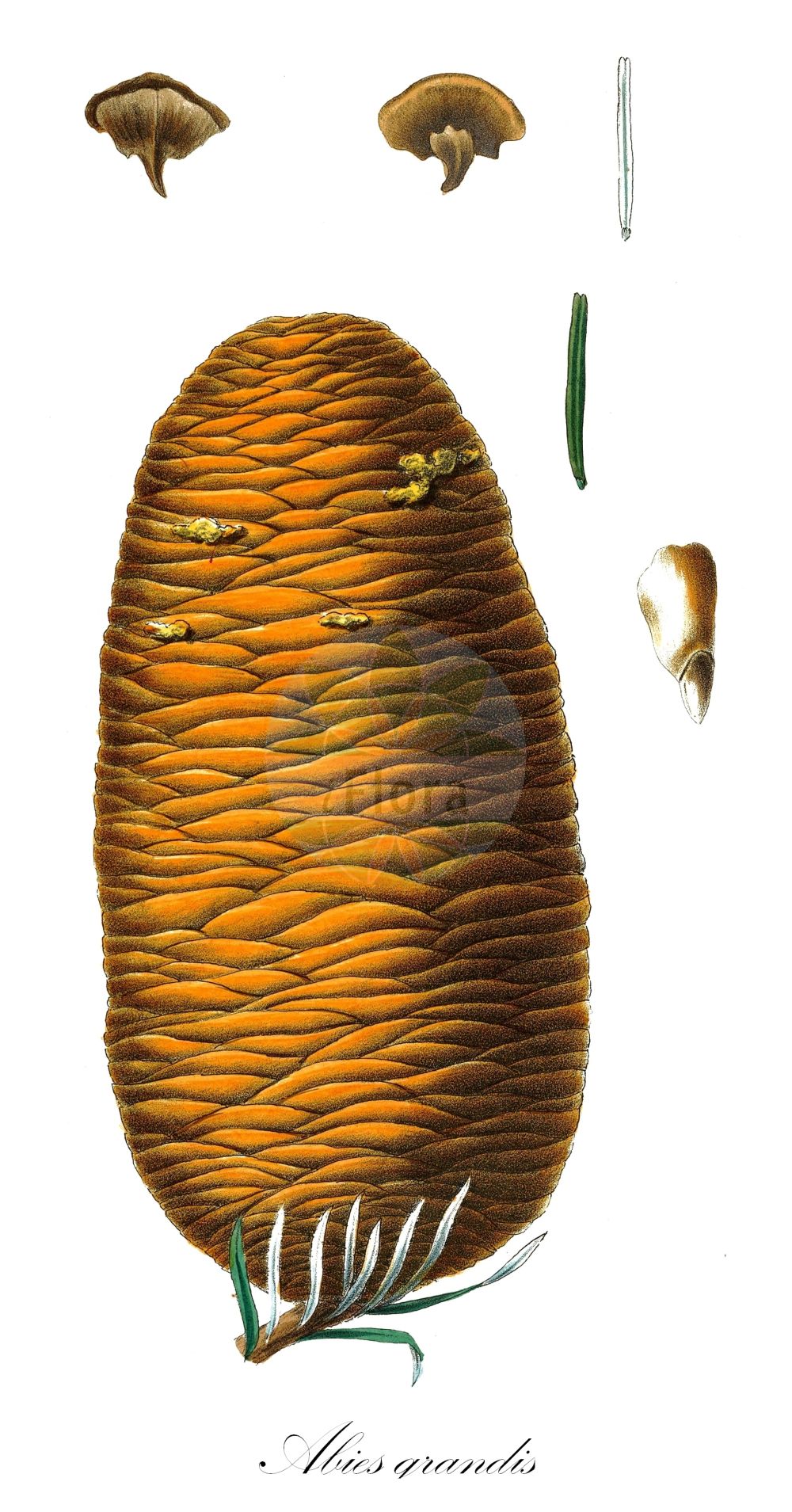 Historische Abbildung von Abies grandis (Küsten-Tanne - Giant Fir). Das Bild zeigt Blatt, Bluete, Frucht und Same. ---- Historical Drawing of Abies grandis (Küsten-Tanne - Giant Fir). The image is showing leaf, flower, fruit and seed.(Abies grandis,Küsten-Tanne,Giant Fir,Abies grandis,Pinus grandis,Kuesten-Tanne,Riesen-Tanne,Giant Fir,Grand Fir,Lowland Fir,Lowland White Fir,Western Balsam Fir,White Fir,Yellow Fir,Abies,Tanne,Fir,Pinaceae,Kieferngewächse,Pine family,Blatt,Bluete,Frucht,Same,leaf,flower,fruit,seed,Antoine (1840))
