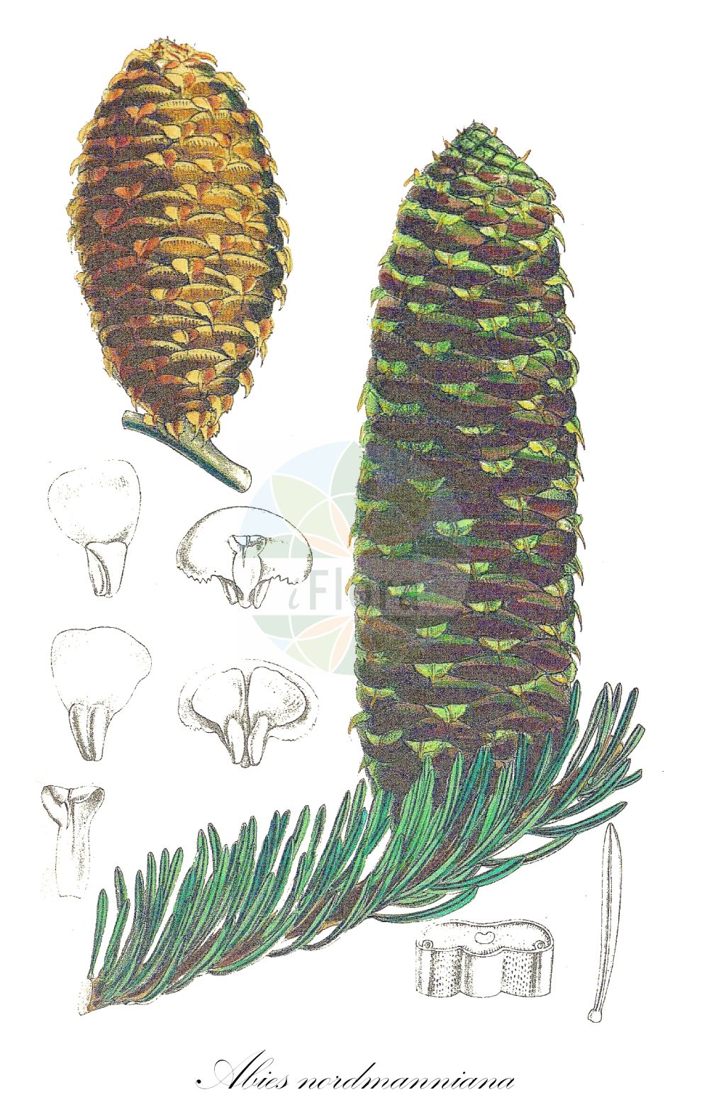 Historische Abbildung von Abies nordmanniana (Nordmann-Tanne - Caucasian Fir). Das Bild zeigt Blatt, Bluete, Frucht und Same. ---- Historical Drawing of Abies nordmanniana (Nordmann-Tanne - Caucasian Fir). The image is showing leaf, flower, fruit and seed.(Abies nordmanniana,Nordmann-Tanne,Caucasian Fir,Abies nordmanniana,Pinus nordmanniana,Nordmann-Tanne,Caucasian Fir,Nordmann Fir,Nordmann's Fir,Nordmann's Silver Fir,Abies,Tanne,Fir,Pinaceae,Kieferngewächse,Pine family,Blatt,Bluete,Frucht,Same,leaf,flower,fruit,seed,Smith (1888))