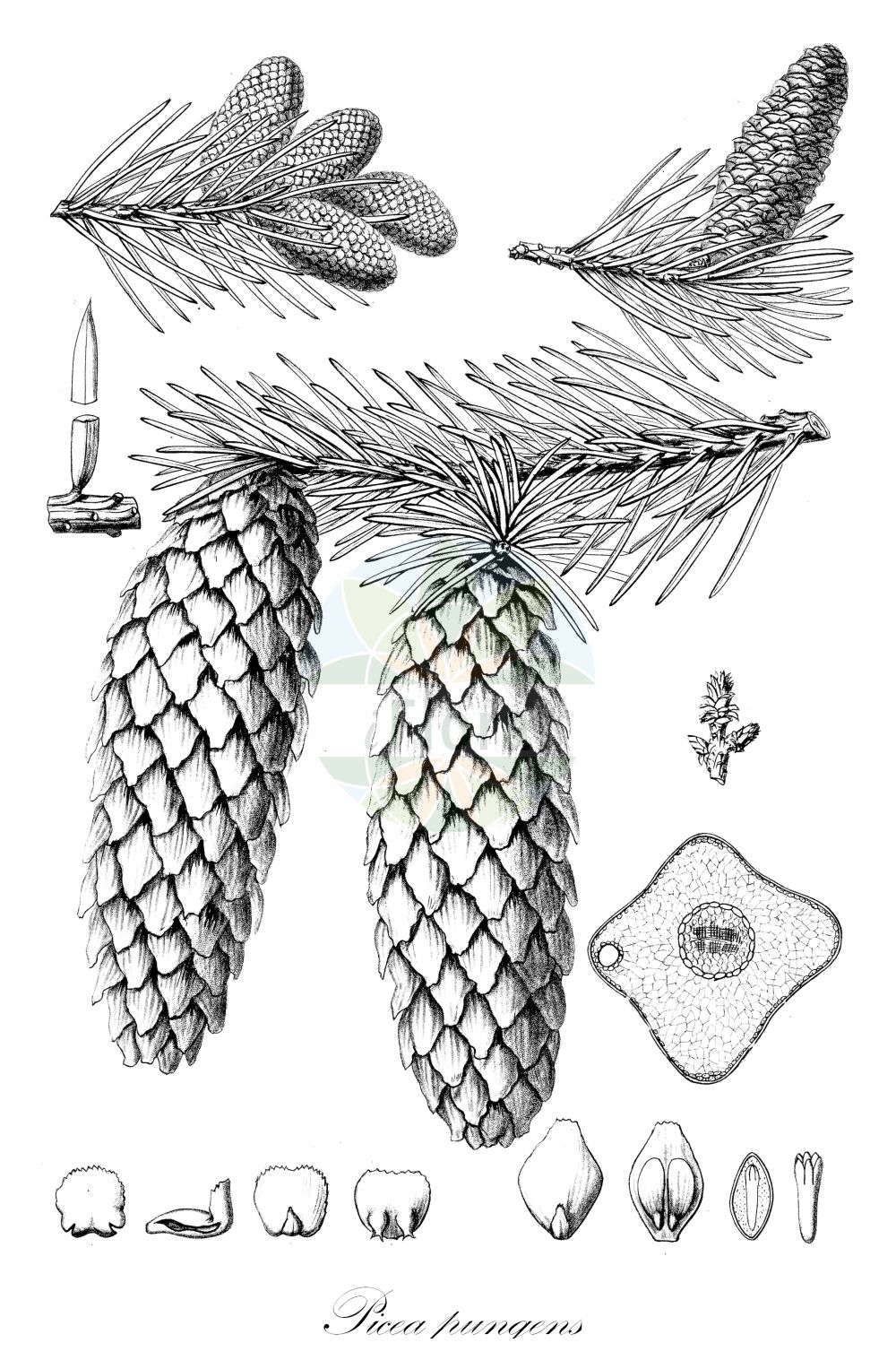 Historische Abbildung von Picea pungens (Stech-Fichte - Colorado Spruce). Das Bild zeigt Blatt, Bluete, Frucht und Same. ---- Historical Drawing of Picea pungens (Stech-Fichte - Colorado Spruce). The image is showing leaf, flower, fruit and seed.(Picea pungens,Stech-Fichte,Colorado Spruce,Picea pungens,Stech-Fichte,Colorado Spruce,Blue Spruce,Colorado Blue Spruce,Picea,Fichte,Spruce,Pinaceae,Kieferngewächse,Pine family,Blatt,Bluete,Frucht,Same,leaf,flower,fruit,seed,Sargent (1891-1902))