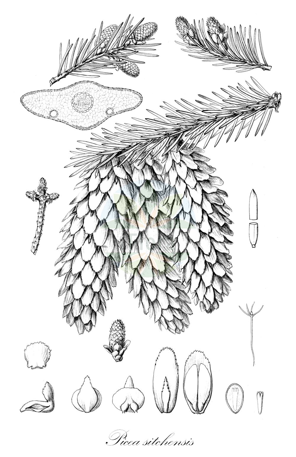 Historische Abbildung von Picea sitchensis (Sitka-Fichte - Sitka Spruce). Das Bild zeigt Blatt, Bluete, Frucht und Same. ---- Historical Drawing of Picea sitchensis (Sitka-Fichte - Sitka Spruce). The image is showing leaf, flower, fruit and seed.(Picea sitchensis,Sitka-Fichte,Sitka Spruce,Abies falcata,Picea falcata,Picea menziesii,Picea sitchensis,Pinus menziesii,Pinus sitchensis,Sitka-Fichte,Sitka Spruce,Coast Spruce,Picea,Fichte,Spruce,Pinaceae,Kieferngewächse,Pine family,Blatt,Bluete,Frucht,Same,leaf,flower,fruit,seed,Sargent (1891-1902))