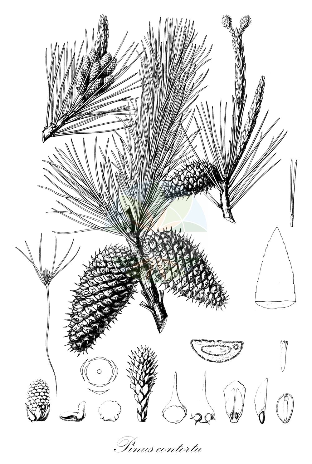 Historische Abbildung von Pinus contorta (Küsten-Kiefer - Lodgepole Pine). Das Bild zeigt Blatt, Bluete, Frucht und Same. ---- Historical Drawing of Pinus contorta (Küsten-Kiefer - Lodgepole Pine). The image is showing leaf, flower, fruit and seed.(Pinus contorta,Küsten-Kiefer,Lodgepole Pine,Pinus contorta,Kuesten-Kiefer,Lodgepole Pine,Beach Pine,Shore Pine,Pinus,Kiefer,Pine,Pinaceae,Kieferngewächse,Pine family,Blatt,Bluete,Frucht,Same,leaf,flower,fruit,seed,Sargent (1891-1902))