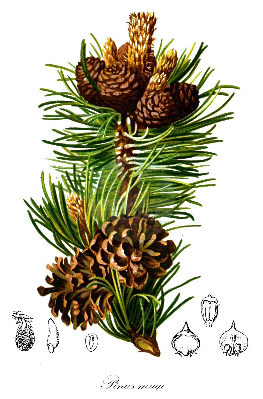 Historische Abbildung von Pinus mugo (Berg-Kiefer - Dwarf Mountain-pine). Das Bild zeigt Blatt, Bluete, Frucht und Same. ---- Historical Drawing of Pinus mugo (Berg-Kiefer - Dwarf Mountain-pine). The image is showing leaf, flower, fruit and seed.(Pinus mugo,Berg-Kiefer,Dwarf Mountain-pine,Pinus montana,Pinus mughus,Pinus mugo,Pinus pumilio,Berg-Kiefer,Berg-Spirke,Krummholz-Kiefer,Legfoehre,Moor-Kiefer,Zwerg-Legfoehre,Dwarf Mountain-pine,Pinus,Kiefer,Pine,Pinaceae,Kieferngewächse,Pine family,Blatt,Bluete,Frucht,Same,leaf,flower,fruit,seed,Hartinger & von Dalla Torre (1806f))