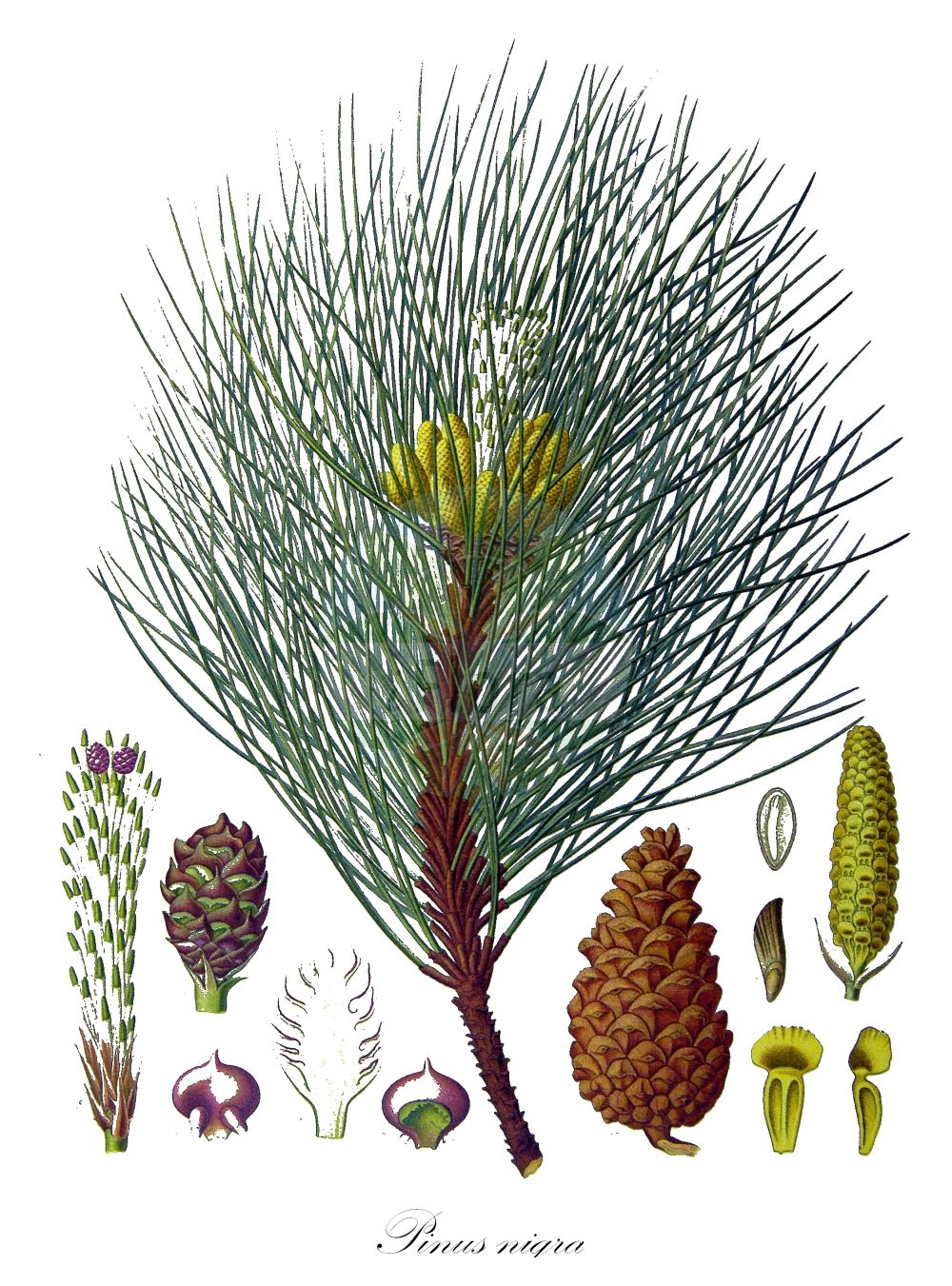 Historische Abbildung von Pinus nigra (Schwarz-Kiefer - Austrian Pine, Corsican Pine). Das Bild zeigt Blatt, Bluete, Frucht und Same. ---- Historical Drawing of Pinus nigra (Schwarz-Kiefer - Austrian Pine, Corsican Pine). The image is showing leaf, flower, fruit and seed.(Pinus nigra,Schwarz-Kiefer,Austrian Pine,Corsican Pine,Pinus nigra,Schwarz-Kiefer,Austrian Pine,Corsican Pine,Corsican Pine,Austrian Pine,Black Pine,Pinus,Kiefer,Pine,Pinaceae,Kieferngewächse,Pine family,Blatt,Bluete,Frucht,Same,leaf,flower,fruit,seed,Koehler (1883-1898))