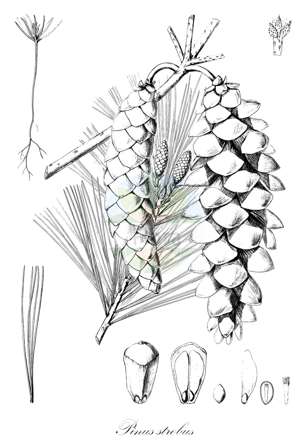 Historische Abbildung von Pinus strobus (Weymouth-Kiefer - Weymouth Pine). Das Bild zeigt Blatt, Bluete, Frucht und Same. ---- Historical Drawing of Pinus strobus (Weymouth-Kiefer - Weymouth Pine). The image is showing leaf, flower, fruit and seed.(Pinus strobus,Weymouth-Kiefer,Weymouth Pine,Pinus strobus,Weymouth-Kiefer,Weymouth Pine,Eastern White Pine,Northern White Pine,White Pine,Yellow Pine,Pinus,Kiefer,Pine,Pinaceae,Kieferngewächse,Pine family,Blatt,Bluete,Frucht,Same,leaf,flower,fruit,seed,Sargent (1891-1902))