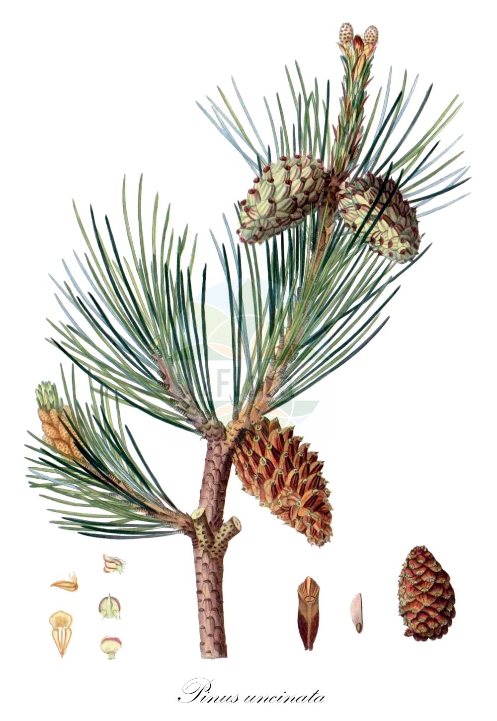 Historische Abbildung von Pinus uncinata (Haken-Kiefer - Mountain Pine). Das Bild zeigt Blatt, Bluete, Frucht und Same. ---- Historical Drawing of Pinus uncinata (Haken-Kiefer - Mountain Pine). The image is showing leaf, flower, fruit and seed.(Pinus uncinata,Haken-Kiefer,Mountain Pine,Pinus uncinata,Haken-Kiefer,Mountain Pine,Scrub Mountain Pine,Pinus,Kiefer,Pine,Pinaceae,Kieferngewächse,Pine family,Blatt,Bluete,Frucht,Same,leaf,flower,fruit,seed,Duhamel du Monceau (1755-1768))