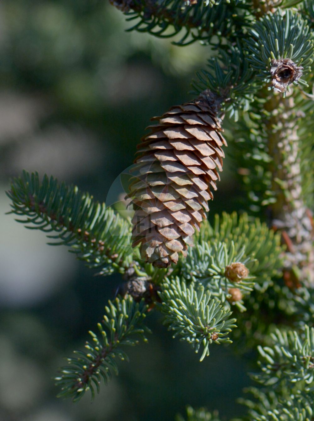 Foto von Picea asperata var. notabilis. Das Bild zeigt Blatt, Bluete und Zapfen. Das Foto wurde in Göttingen, Niedersachsen, Deutschland aufgenommen. ---- Photo of Picea asperata var. notabilis. The image is showing leaf, flower and cone. The picture was taken in Goettingen, Lower Saxony, Germany.(Picea asperata var. notabilis,Picea,Fichte,Spruce,Pinaceae,Kieferngewächse,Pine family,Blatt,Bluete,Zapfen,leaf,flower,cone)
