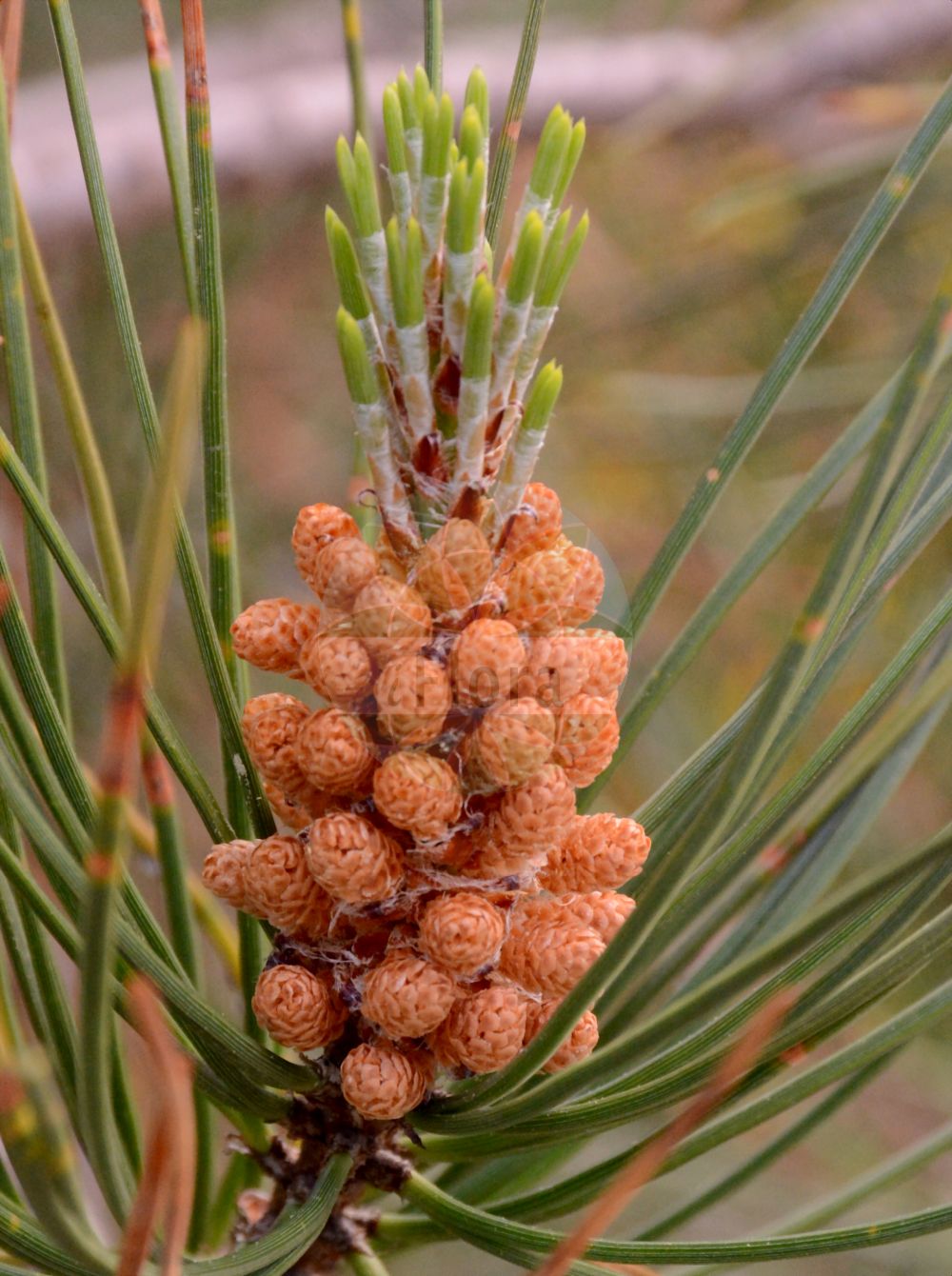 Foto von Pinus pinaster subsp. escarena. Das Bild zeigt Blatt und Bluete. Das Foto wurde in Dresden, Sachsen, Deutschland aufgenommen. ---- Photo of Pinus pinaster subsp. escarena. The image is showing leaf and flower. The picture was taken in Dresden, Sachsen, Germany.(Pinus pinaster subsp. escarena,Pinus pinaster subsp. hamiltonii,Pinus,Kiefer,Pine,Pinaceae,Kieferngewächse,Pine family,Blatt,Bluete,leaf,flower)