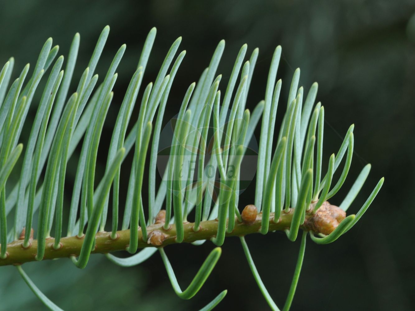 Foto von Abies concolor (Kolorado-Tanne - Colorado White-fir). Das Bild zeigt Blatt. Das Foto wurde in Eschborn, Hessen, Deutschland aufgenommen. ---- Photo of Abies concolor (Kolorado-Tanne - Colorado White-fir). The image is showing leaf. The picture was taken in Eschborn, Hesse, Germany.(Abies concolor,Kolorado-Tanne,Colorado White-fir,Abies concolor,Picea concolor,Kolorado-Tanne,Colorado White-fir,Black Balsam Fir,Colorado Fir,White Fir,Abies,Tanne,Fir,Pinaceae,Kieferngewächse,Pine family,Blatt,leaf)