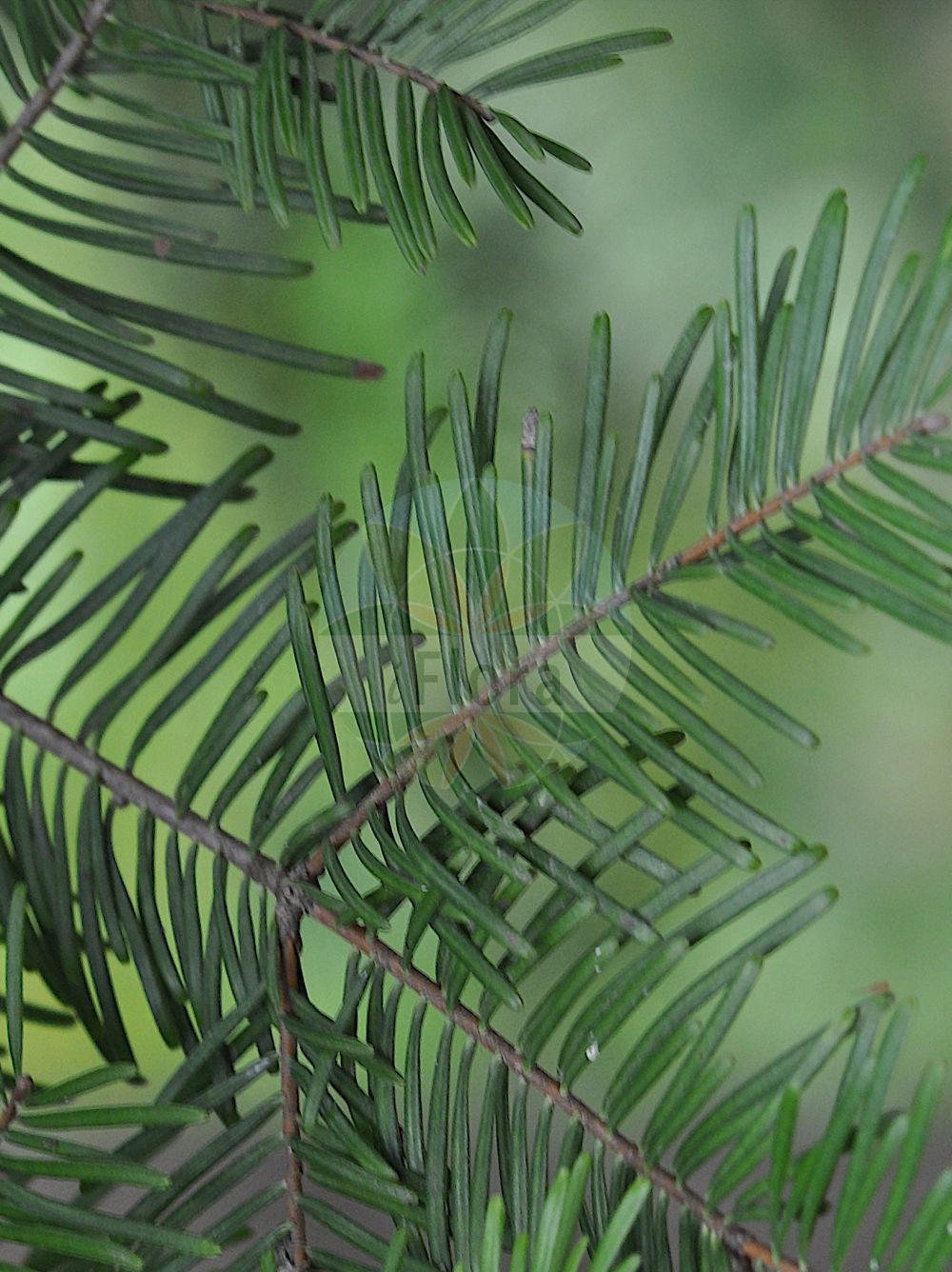 Foto von Abies grandis (Küsten-Tanne - Giant Fir). Das Bild zeigt Blatt. Das Foto wurde in Mainz, Rheinland-Pfalz, Deutschland aufgenommen. ---- Photo of Abies grandis (Küsten-Tanne - Giant Fir). The image is showing leaf. The picture was taken in Mainz, Rhineland-Palatinate, Germany.(Abies grandis,Küsten-Tanne,Giant Fir,Abies grandis,Pinus grandis,Kuesten-Tanne,Riesen-Tanne,Giant Fir,Grand Fir,Lowland Fir,Lowland White Fir,Western Balsam Fir,White Fir,Yellow Fir,Abies,Tanne,Fir,Pinaceae,Kieferngewächse,Pine family,Blatt,leaf)