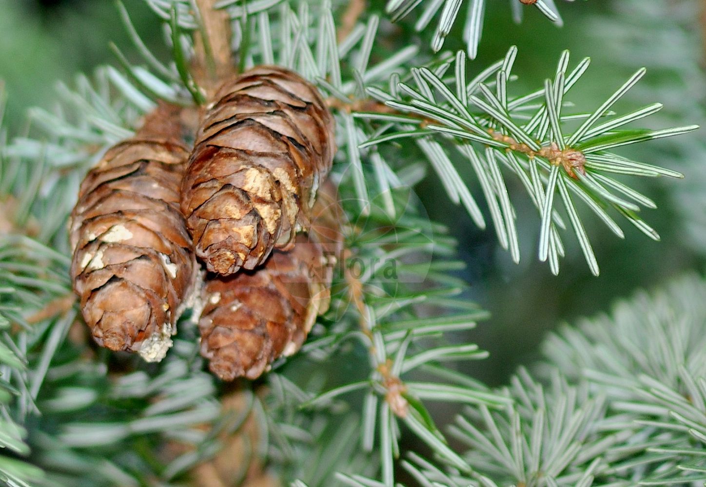 Foto von Picea omorika (Serbische Fichte - Serbian Spruce). Das Bild zeigt Zweig, Blatt und Zapfen. ---- Photo of Picea omorika (Serbische Fichte - Serbian Spruce). The image is showing twig, leaf and cone.(Picea omorika,Serbische Fichte,Serbian Spruce,Picea omorika,Pinus omorika,Serbische Fichte,Serbian Spruce,Picea,Fichte,Spruce,Pinaceae,Kieferngewächse,Pine family,Zweig,Blatt,Zapfen,twig,leaf,cone)