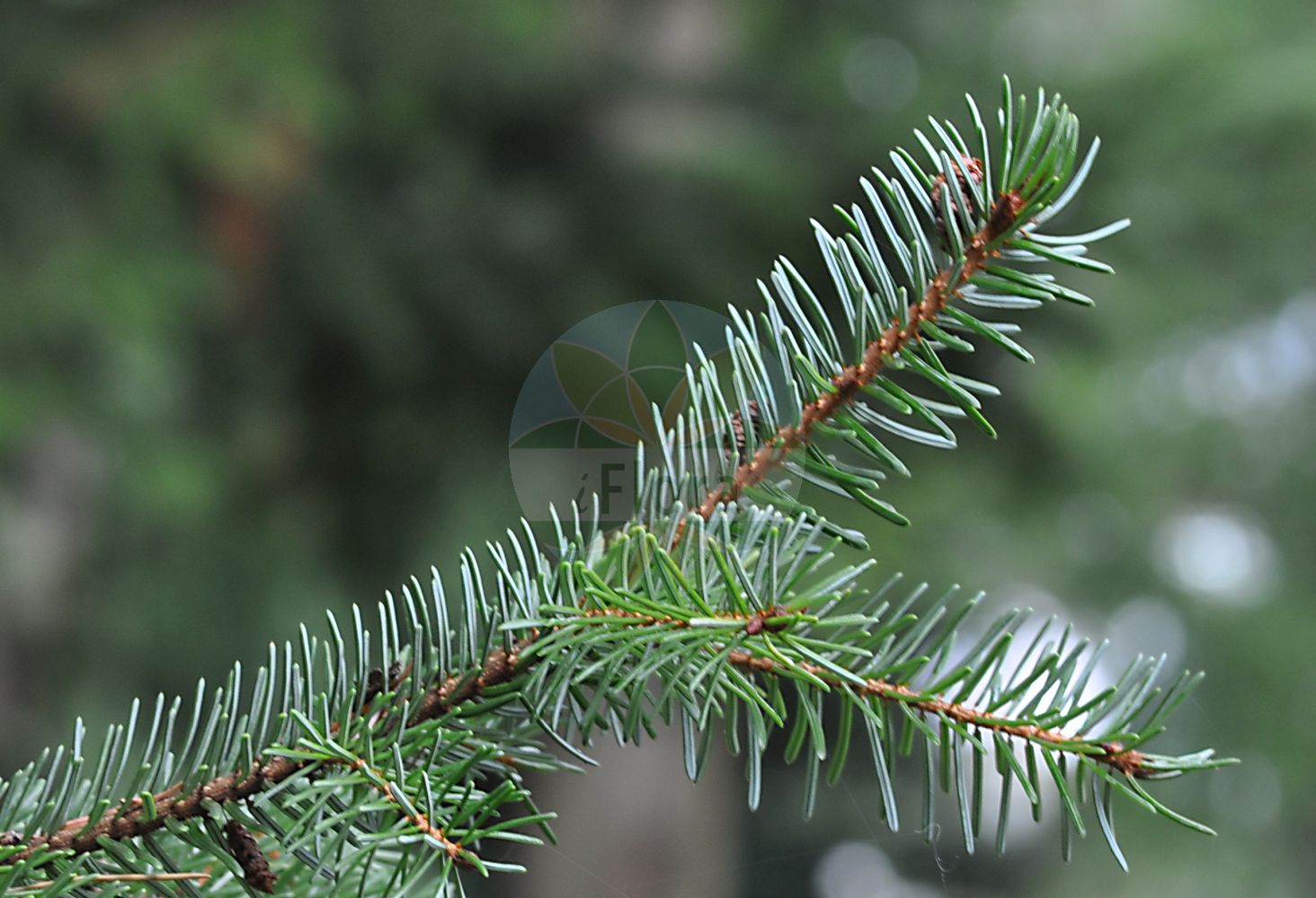 Foto von Picea omorika (Serbische Fichte - Serbian Spruce). Das Bild zeigt Zweig und Blatt. ---- Photo of Picea omorika (Serbische Fichte - Serbian Spruce). The image is showing twig and leaf.(Picea omorika,Serbische Fichte,Serbian Spruce,Picea omorika,Pinus omorika,Serbische Fichte,Serbian Spruce,Picea,Fichte,Spruce,Pinaceae,Kieferngewächse,Pine family,Zweig,Blatt,twig,leaf)