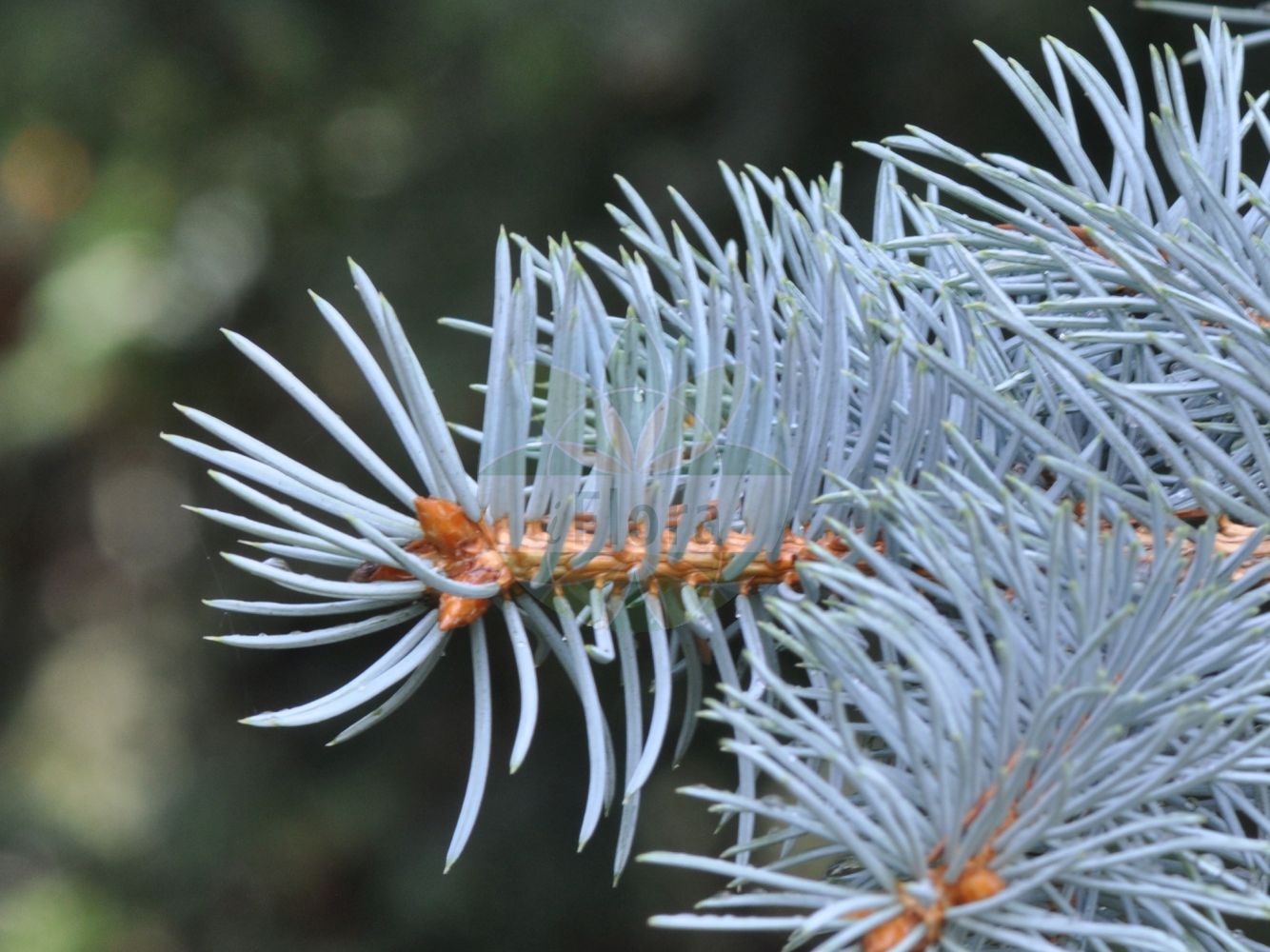 Foto von Picea pungens (Stech-Fichte - Colorado Spruce). Das Bild zeigt Zweig und Blatt. Das Foto wurde in Mainz, Rheinland-Pfalz, Deutschland aufgenommen. ---- Photo of Picea pungens (Stech-Fichte - Colorado Spruce). The image is showing twig and leaf. The picture was taken in Mainz, Rhineland-Palatinate, Germany.(Picea pungens,Stech-Fichte,Colorado Spruce,Picea pungens,Stech-Fichte,Colorado Spruce,Blue Spruce,Colorado Blue Spruce,Picea,Fichte,Spruce,Pinaceae,Kieferngewächse,Pine family,Zweig,Blatt,twig,leaf)