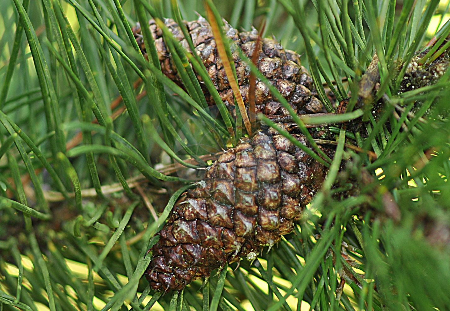 Foto von Pinus contorta (Küsten-Kiefer - Lodgepole Pine). Das Foto wurde in Eschborn, Hessen, Deutschland aufgenommen. ---- Photo of Pinus contorta (Küsten-Kiefer - Lodgepole Pine). The picture was taken in Eschborn, Hesse, Germany.(Pinus contorta,Küsten-Kiefer,Lodgepole Pine,Pinus contorta,Kuesten-Kiefer,Lodgepole Pine,Beach Pine,Shore Pine,Pinus,Kiefer,Pine,Pinaceae,Kieferngewächse,Pine family)