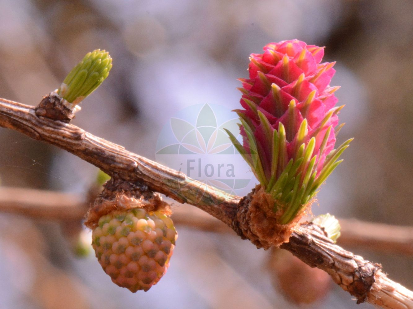 Foto von Larix decidua (Europäische Lärche - European Larch). Das Foto wurde in Frankfurt, Hessen, Deutschland aufgenommen. ---- Photo of Larix decidua (Europäische Lärche - European Larch). The picture was taken in Frankfurt, Hesse, Germany.(Larix decidua,Europäische Lärche,European Larch,Larix decidua,Larix europaea,Pinus larix,Europaeische Laerche,European Larch,Common Larch,Larch,White Larch,Larix,Lärche,Larch,Pinaceae,Kieferngewächse,Pine family)