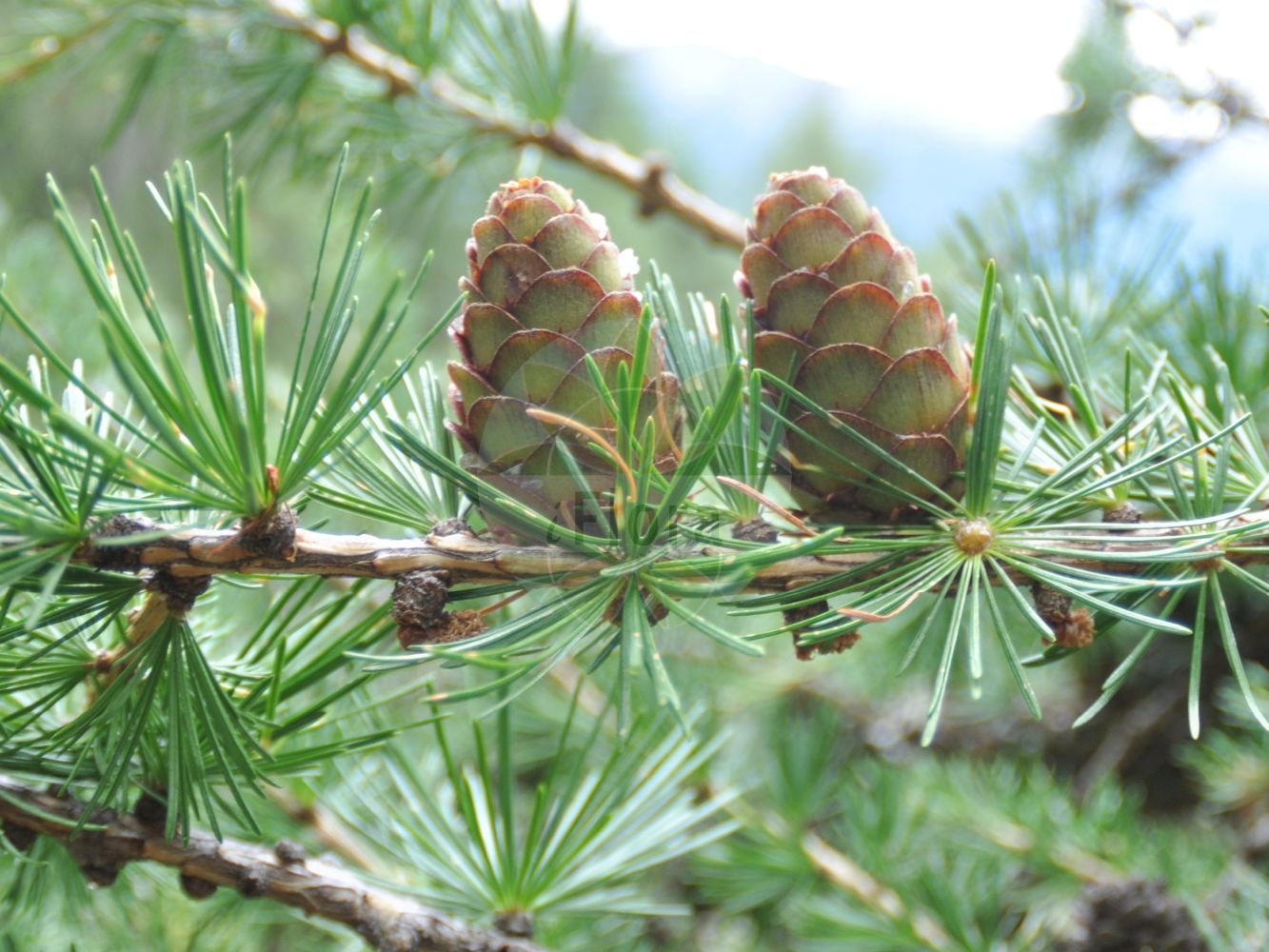 Foto von Larix decidua (Europäische Lärche - European Larch). Das Foto wurde in Meran, Südtirol, Italien aufgenommen. ---- Photo of Larix decidua (Europäische Lärche - European Larch). The picture was taken in Meran, South-Tyrol, Italy.(Larix decidua,Europäische Lärche,European Larch,Larix decidua,Larix europaea,Pinus larix,Europaeische Laerche,European Larch,Common Larch,Larch,White Larch,Larix,Lärche,Larch,Pinaceae,Kieferngewächse,Pine family)