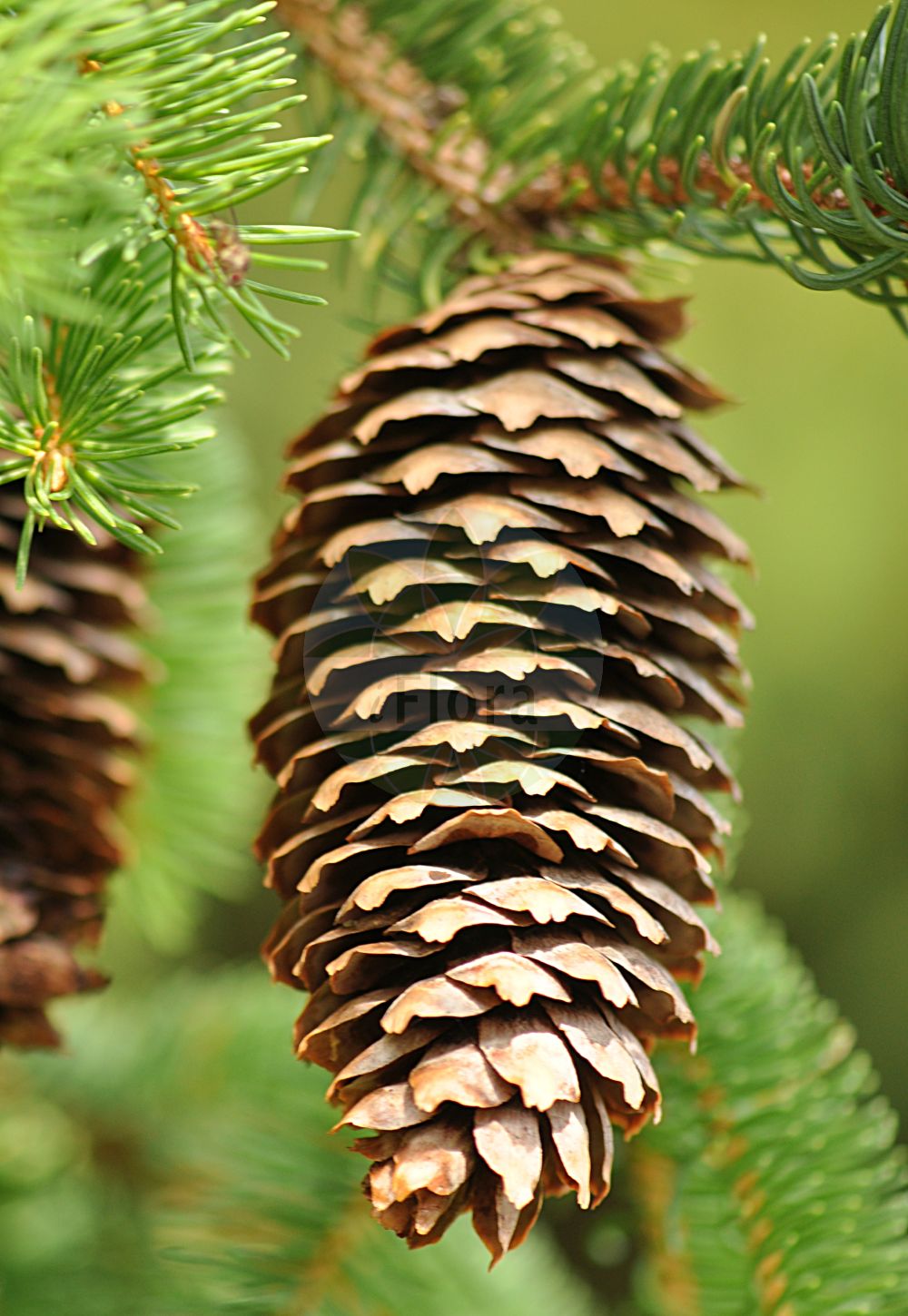 Foto von Picea abies (Gewöhnliche Fichte - Norway Spruce). Das Foto wurde in Sachsen-Anhalt, Deutschland, Harz und Harzvorländer aufgenommen. ---- Photo of Picea abies (Gewöhnliche Fichte - Norway Spruce). The picture was taken in Saxony-Anhalt, Germany, Harz and forelands.(Picea abies,Gewöhnliche Fichte,Norway Spruce,Abies alpestris,Abies excelsa,Picea abies,Picea excelsa,Picea integrisquamis,Picea vulgaris,Pinus abies,Pinus excelsa,Gewoehnliche Fichte,Fichte,Rot-Tanne,Norway Spruce,Christmas Tree,Common Pitch Fir,Common Spruce,European Spruce,Picea,Fichte,Spruce,Pinaceae,Kieferngewächse,Pine family)
