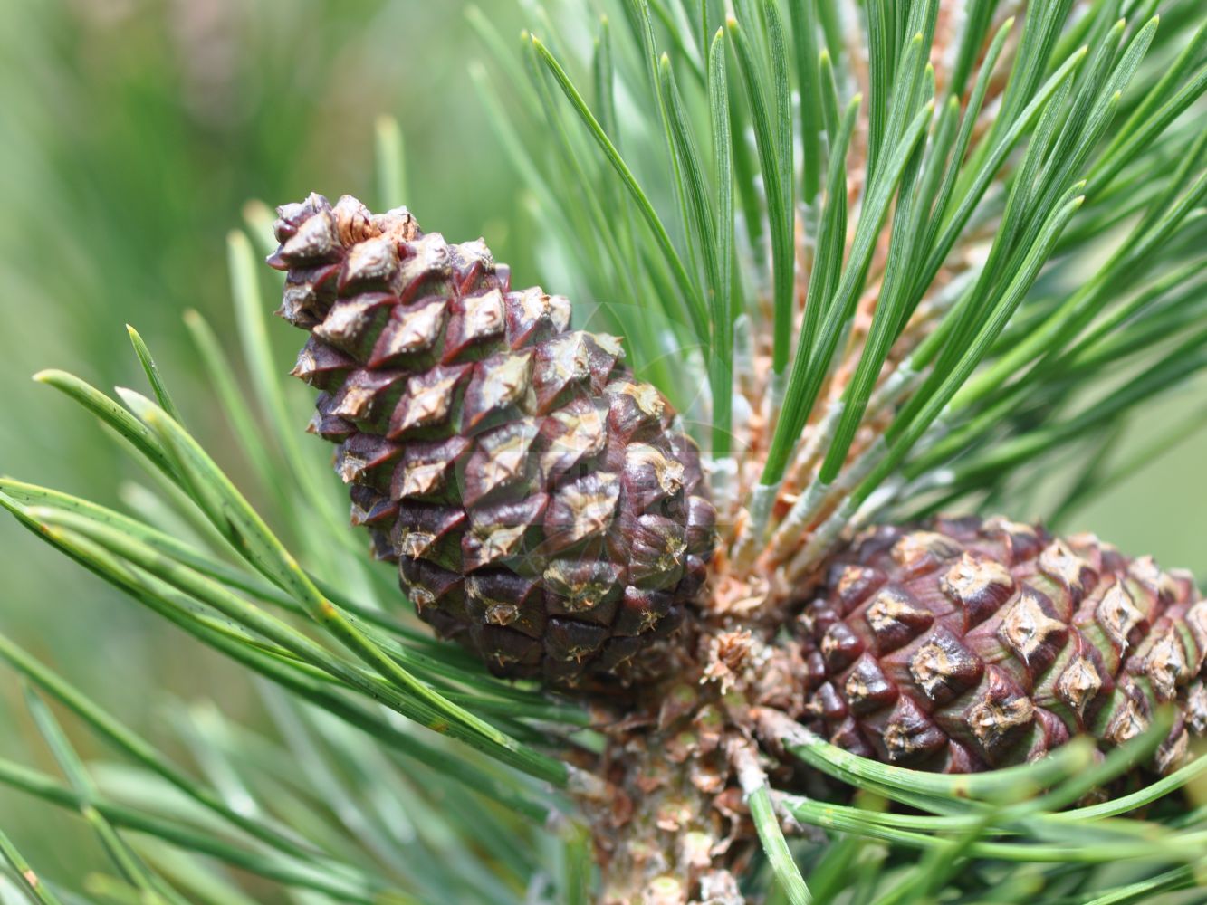 Foto von Pinus mugo (Berg-Kiefer - Dwarf Mountain-pine). Das Foto wurde in Kleinwalsertal, Mittelberg, Vorarlberg, Österreich, Alpen aufgenommen. ---- Photo of Pinus mugo (Berg-Kiefer - Dwarf Mountain-pine). The picture was taken in Kleinwalsertal, Mittelberg, Vorarlberg, Austria, Alps.(Pinus mugo,Berg-Kiefer,Dwarf Mountain-pine,Pinus montana,Pinus mughus,Pinus mugo,Pinus pumilio,Berg-Kiefer,Berg-Spirke,Krummholz-Kiefer,Legfoehre,Moor-Kiefer,Zwerg-Legfoehre,Dwarf Mountain-pine,Pinus,Kiefer,Pine,Pinaceae,Kieferngewächse,Pine family)