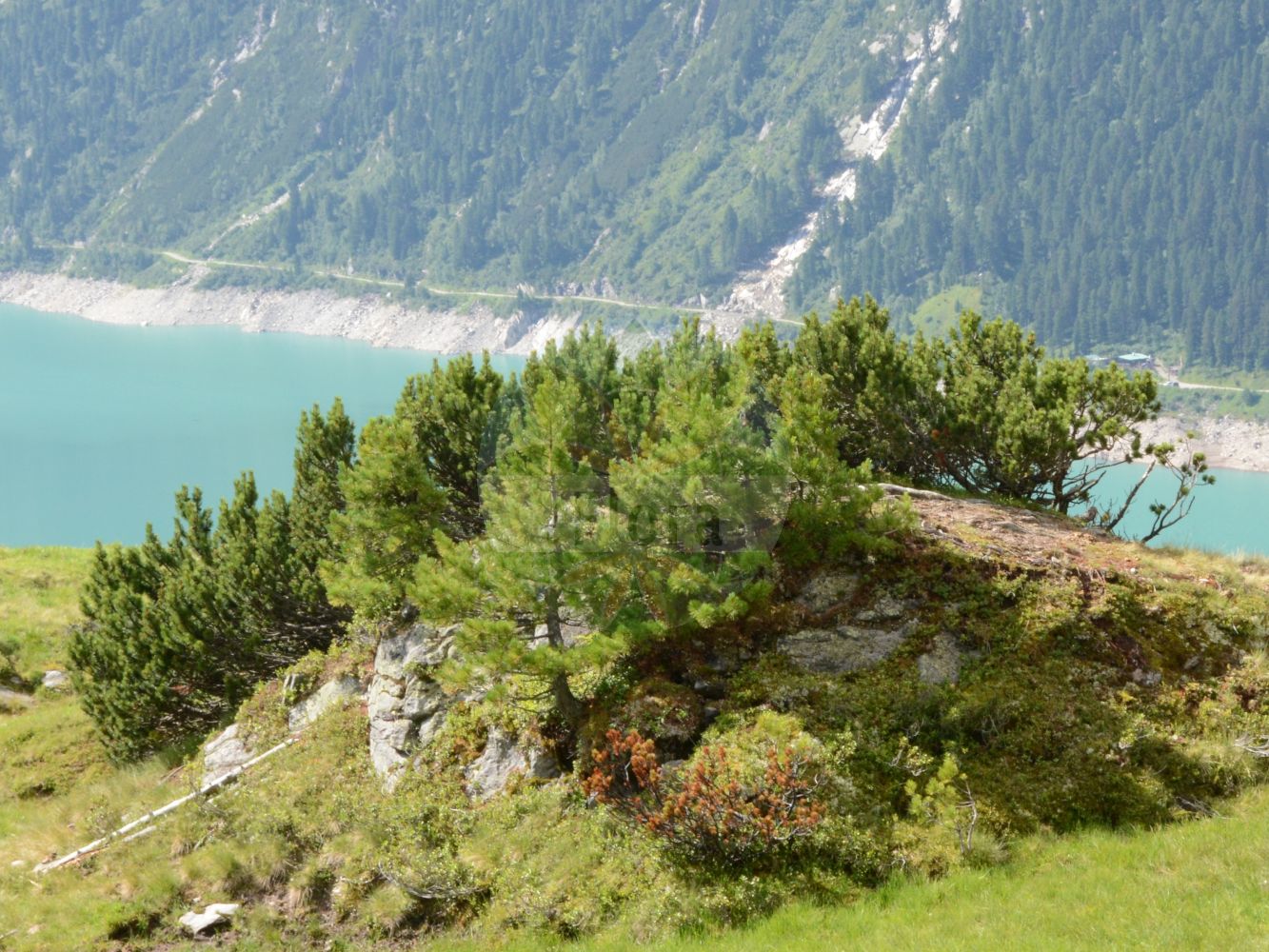 Foto von Pinus mugo (Berg-Kiefer - Dwarf Mountain-pine). Das Foto wurde in Finkenberg, Tirol, Österreich, Alpen, Zillertal aufgenommen. ---- Photo of Pinus mugo (Berg-Kiefer - Dwarf Mountain-pine). The picture was taken in Finkenberg, Tyrol, Austria, Alps, Zillertal.(Pinus mugo,Berg-Kiefer,Dwarf Mountain-pine,Pinus montana,Pinus mughus,Pinus mugo,Pinus pumilio,Berg-Kiefer,Berg-Spirke,Krummholz-Kiefer,Legfoehre,Moor-Kiefer,Zwerg-Legfoehre,Dwarf Mountain-pine,Pinus,Kiefer,Pine,Pinaceae,Kieferngewächse,Pine family)