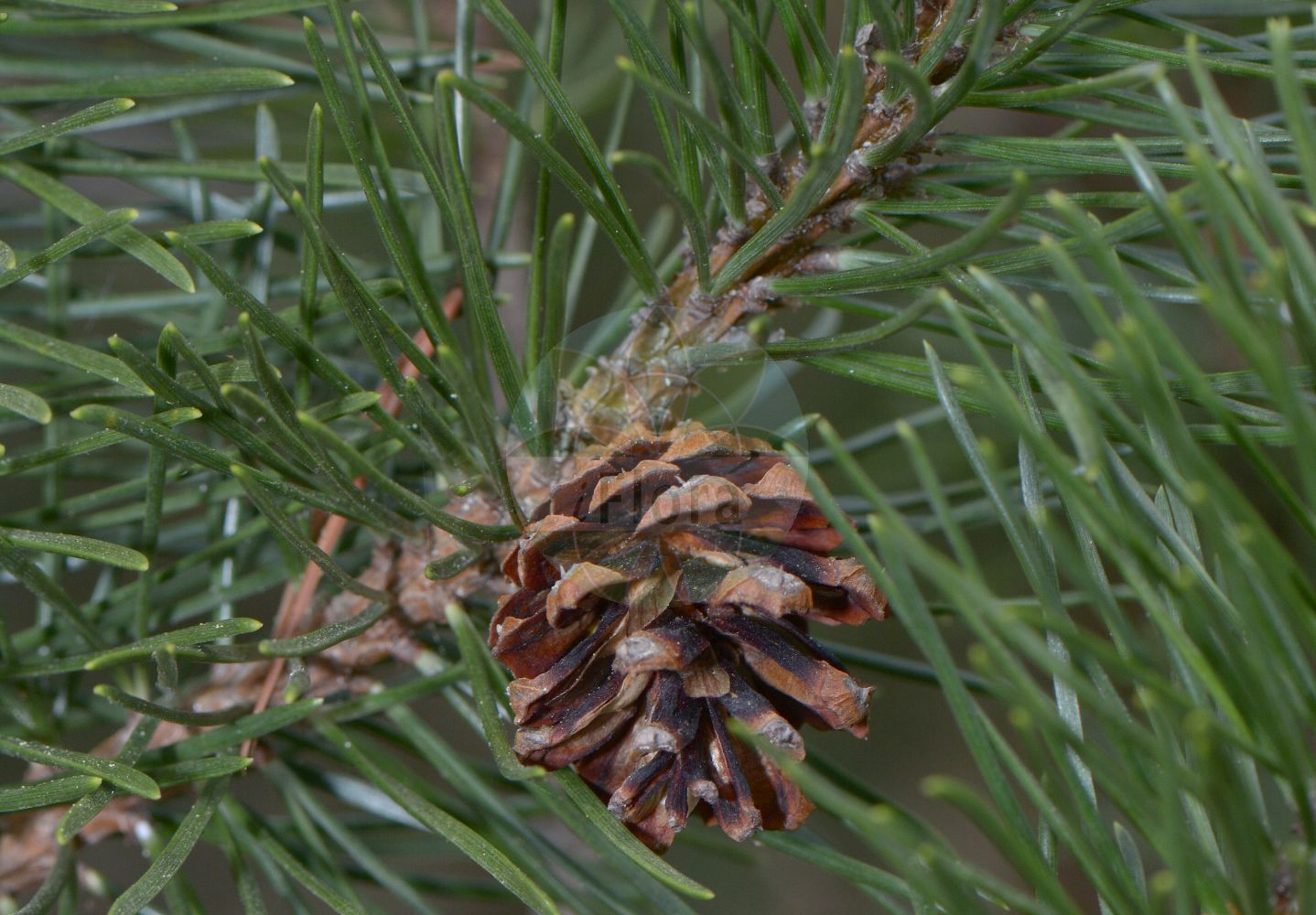 Foto von Pinus mugo subsp. rotundata (Moorspirke - Mountain Pine). Das Foto wurde in München, Bayern, Deutschland aufgenommen. ---- Photo of Pinus mugo subsp. rotundata (Moorspirke - Mountain Pine). The picture was taken in Munich, Bavaria, Germany.(Pinus mugo subsp. rotundata,Moorspirke,Mountain Pine,Pinus rotundata,Moorspirke,Moor-Spirke,Mountain Pine,Pinus,Kiefer,Pine,Pinaceae,Kieferngewächse,Pine family)