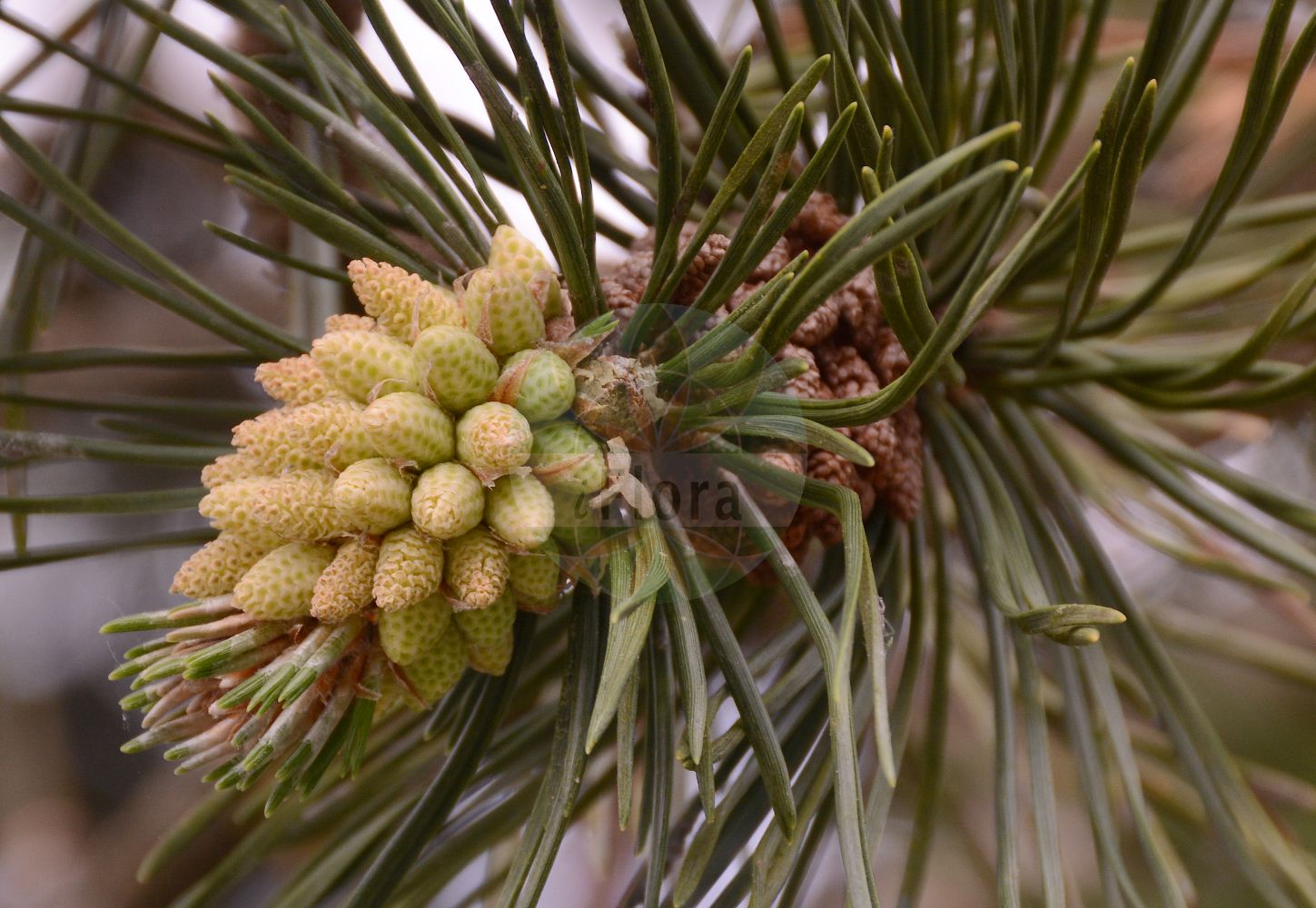 Foto von Pinus mugo subsp. rotundata (Moorspirke - Mountain Pine). Das Foto wurde in München, Bayern, Deutschland aufgenommen. ---- Photo of Pinus mugo subsp. rotundata (Moorspirke - Mountain Pine). The picture was taken in Munich, Bavaria, Germany.(Pinus mugo subsp. rotundata,Moorspirke,Mountain Pine,Pinus rotundata,Moorspirke,Moor-Spirke,Mountain Pine,Pinus,Kiefer,Pine,Pinaceae,Kieferngewächse,Pine family)