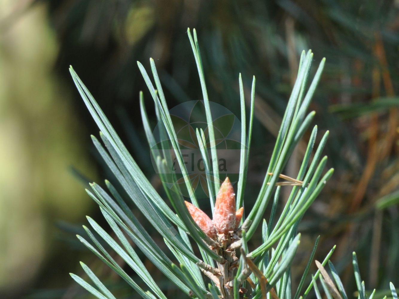 Foto von Pinus sylvestris (Wald-Kiefer - Scots Pine). Das Foto wurde in Bayreuth, Bayern, Deutschland aufgenommen. ---- Photo of Pinus sylvestris (Wald-Kiefer - Scots Pine). The picture was taken in Bayreuth, Bavaria, Germany.(Pinus sylvestris,Wald-Kiefer,Scots Pine,Pinus armena,Pinus fominii,Pinus hamata,Pinus kochiana,Pinus rubra,Pinus sosnowskyi,Pinus sylvestris,Pinus sylvestris var. hamata,Wald-Kiefer,Foehre,Scots Pine,Common Pine,Norway Fir,Red Pine,Redwood,Scots Fir,Wild Pine,Pinus,Kiefer,Pine,Pinaceae,Kieferngewächse,Pine family)