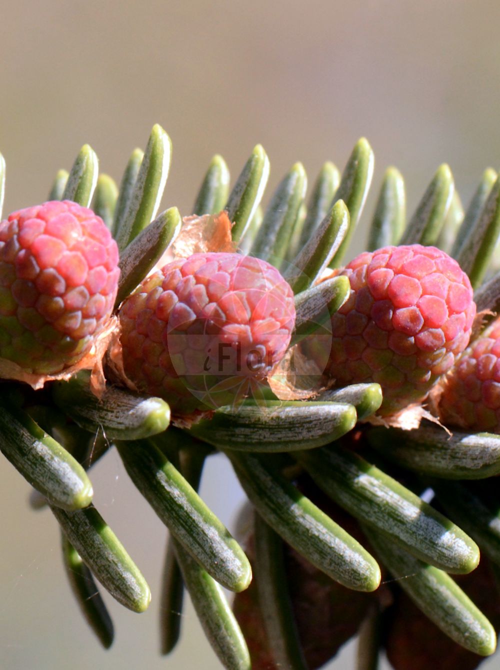 Foto von Abies pinsapo. Das Bild zeigt Blatt und Bluete. Das Foto wurde in Bochum, Nordrhein-Westfalen, Deutschland aufgenommen. ---- Photo of Abies pinsapo. The image is showing leaf and flower. The picture was taken in Bochum, North Rhine-Westphalia, Germany.(Abies pinsapo,Abies hispanica,Abies pinsapo,Pinus pinsapo,Abies,Tanne,Fir,Pinaceae,Kieferngewächse,Pine family,Blatt,Bluete,leaf,flower)