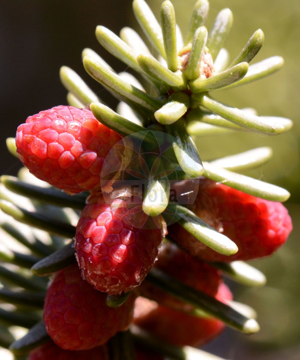 Foto von Abies pinsapo. Das Bild zeigt Blatt und Bluete. Das Foto wurde in Bochum, Nordrhein-Westfalen, Deutschland aufgenommen. ---- Photo of Abies pinsapo. The image is showing leaf and flower. The picture was taken in Bochum, North Rhine-Westphalia, Germany.(Abies pinsapo,Abies hispanica,Abies pinsapo,Pinus pinsapo,Abies,Tanne,Fir,Pinaceae,Kieferngewächse,Pine family,Blatt,Bluete,leaf,flower)