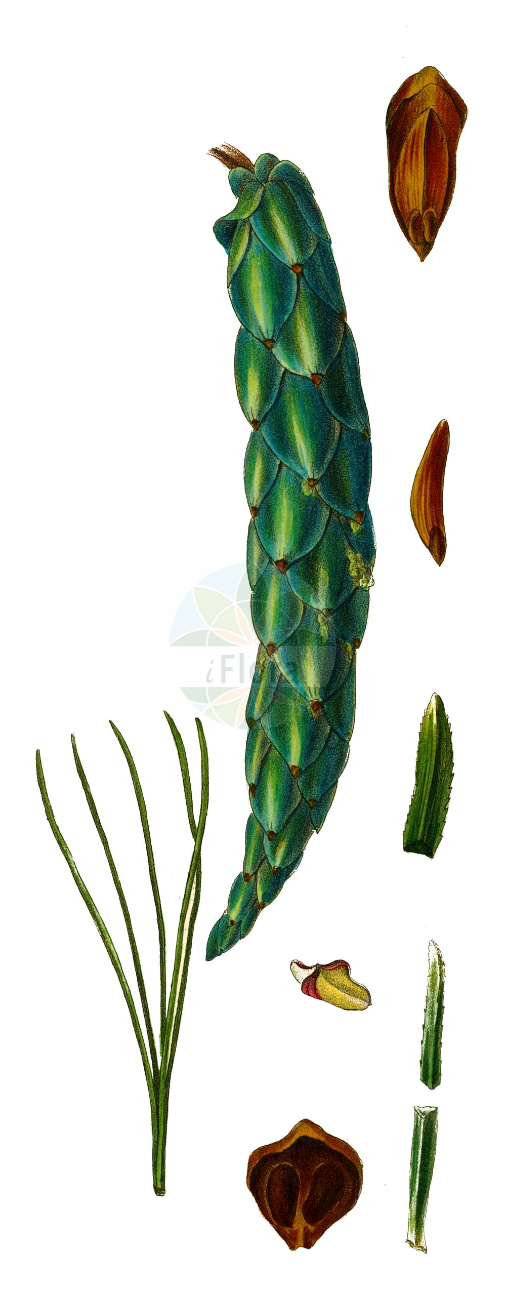 Historische Abbildung von Pinus strobus (Weymouth-Kiefer - Weymouth Pine). Das Bild zeigt Blatt, Bluete, Frucht und Same. ---- Historical Drawing of Pinus strobus (Weymouth-Kiefer - Weymouth Pine). The image is showing leaf, flower, fruit and seed.(Pinus strobus,Weymouth-Kiefer,Weymouth Pine,Pinus strobus,Weymouth-Kiefer,Weymouth Pine,Eastern White Pine,Northern White Pine,White Pine,Yellow Pine,Pinus,Kiefer,Pine,Pinaceae,Kieferngewächse,Pine family,Blatt,Bluete,Frucht,Same,leaf,flower,fruit,seed,Antoine (1840))