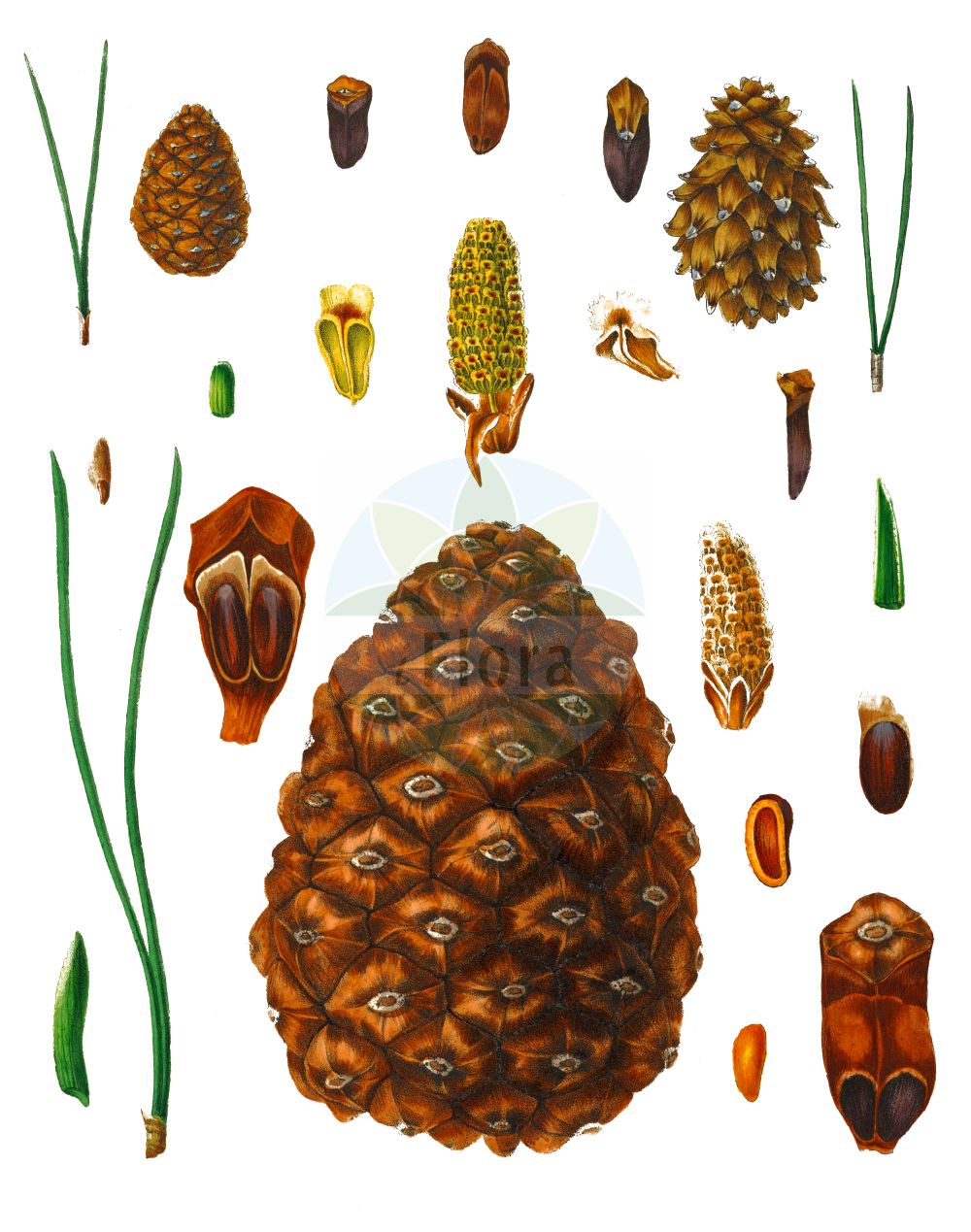 Historische Abbildung von Pinus mugo (Berg-Kiefer - Dwarf Mountain-pine). Das Bild zeigt Blatt, Bluete, Frucht und Same. ---- Historical Drawing of Pinus mugo (Berg-Kiefer - Dwarf Mountain-pine). The image is showing leaf, flower, fruit and seed.(Pinus mugo,Berg-Kiefer,Dwarf Mountain-pine,Pinus montana,Pinus mughus,Pinus mugo,Pinus pumilio,Berg-Kiefer,Berg-Spirke,Krummholz-Kiefer,Legfoehre,Moor-Kiefer,Zwerg-Legfoehre,Dwarf Mountain-pine,Pinus,Kiefer,Pine,Pinaceae,Kieferngewächse,Pine family,Blatt,Bluete,Frucht,Same,leaf,flower,fruit,seed,Antoine (1840))