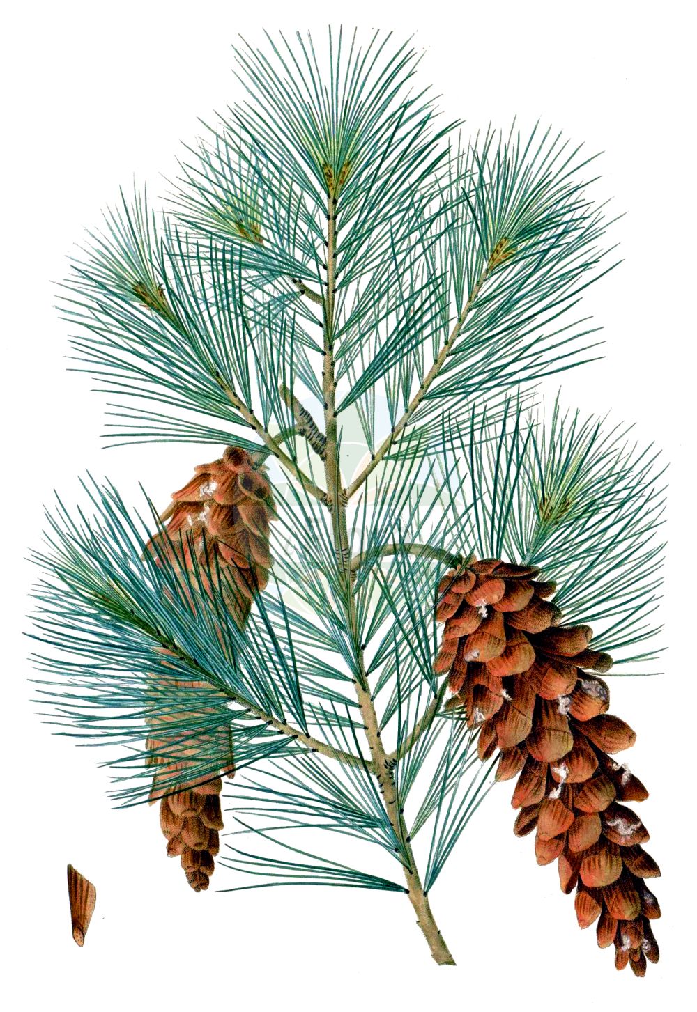 Historische Abbildung von Pinus strobus (Weymouth-Kiefer - Weymouth Pine). Das Bild zeigt Blatt, Bluete, Frucht und Same. ---- Historical Drawing of Pinus strobus (Weymouth-Kiefer - Weymouth Pine). The image is showing leaf, flower, fruit and seed.(Pinus strobus,Weymouth-Kiefer,Weymouth Pine,Pinus strobus,Weymouth-Kiefer,Weymouth Pine,Eastern White Pine,Northern White Pine,White Pine,Yellow Pine,Pinus,Kiefer,Pine,Pinaceae,Kieferngewächse,Pine family,Blatt,Bluete,Frucht,Same,leaf,flower,fruit,seed,Duhamel du Monceau (1755-1768))