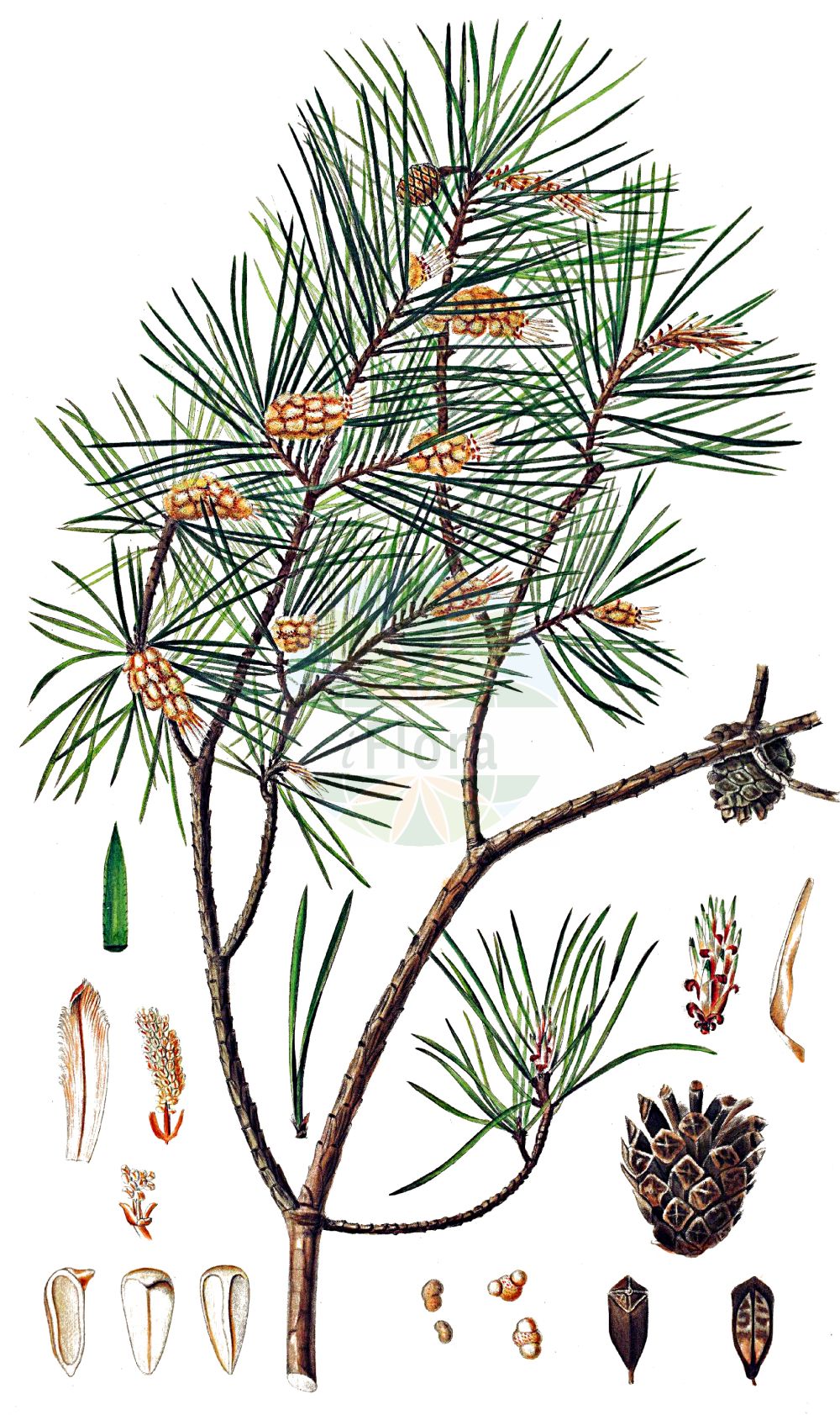 Historische Abbildung von Pinus sylvestris (Wald-Kiefer - Scots Pine). Das Bild zeigt Blatt, Bluete, Frucht und Same. ---- Historical Drawing of Pinus sylvestris (Wald-Kiefer - Scots Pine). The image is showing leaf, flower, fruit and seed.(Pinus sylvestris,Wald-Kiefer,Scots Pine,Pinus armena,Pinus fominii,Pinus hamata,Pinus kochiana,Pinus rubra,Pinus sosnowskyi,Pinus sylvestris,Pinus sylvestris var. hamata,Wald-Kiefer,Foehre,Scots Pine,Common Pine,Norway Fir,Red Pine,Redwood,Scots Fir,Wild Pine,Pinus,Kiefer,Pine,Pinaceae,Kieferngewächse,Pine family,Blatt,Bluete,Frucht,Same,leaf,flower,fruit,seed,Oeder (1761-1883))