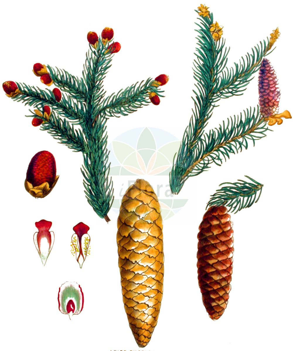 Historische Abbildung von Picea abies (Gewöhnliche Fichte - Norway Spruce). Das Bild zeigt Blatt, Bluete, Frucht und Same. ---- Historical Drawing of Picea abies (Gewöhnliche Fichte - Norway Spruce). The image is showing leaf, flower, fruit and seed.(Picea abies,Gewöhnliche Fichte,Norway Spruce,Abies alpestris,Abies excelsa,Picea abies,Picea excelsa,Picea integrisquamis,Picea vulgaris,Pinus abies,Pinus excelsa,Gewoehnliche Fichte,Fichte,Rot-Tanne,Norway Spruce,Christmas Tree,Common Pitch Fir,Common Spruce,European Spruce,Picea,Fichte,Spruce,Pinaceae,Kieferngewächse,Pine family,Blatt,Bluete,Frucht,Same,leaf,flower,fruit,seed,Kops (1800-1934))