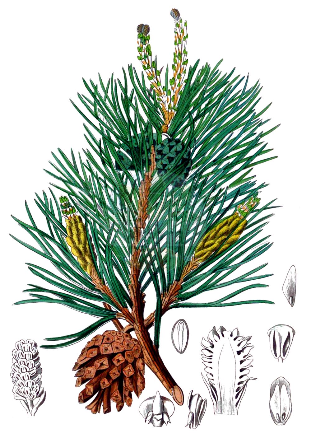 Historische Abbildung von Pinus sylvestris (Wald-Kiefer - Scots Pine). Das Bild zeigt Blatt, Bluete, Frucht und Same. ---- Historical Drawing of Pinus sylvestris (Wald-Kiefer - Scots Pine). The image is showing leaf, flower, fruit and seed.(Pinus sylvestris,Wald-Kiefer,Scots Pine,Pinus armena,Pinus fominii,Pinus hamata,Pinus kochiana,Pinus rubra,Pinus sosnowskyi,Pinus sylvestris,Pinus sylvestris var. hamata,Wald-Kiefer,Foehre,Scots Pine,Common Pine,Norway Fir,Red Pine,Redwood,Scots Fir,Wild Pine,Pinus,Kiefer,Pine,Pinaceae,Kieferngewächse,Pine family,Blatt,Bluete,Frucht,Same,leaf,flower,fruit,seed,Kohl (1891-1895))