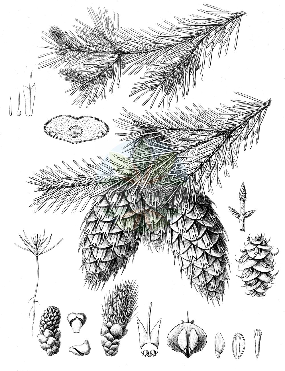 Historische Abbildung von Pseudotsuga menziesii (Gewöhnliche Douglasie - Douglas Fir). Das Bild zeigt Blatt, Bluete, Frucht und Same. ---- Historical Drawing of Pseudotsuga menziesii (Gewöhnliche Douglasie - Douglas Fir). The image is showing leaf, flower, fruit and seed.(Pseudotsuga menziesii,Gewöhnliche Douglasie,Douglas Fir,Abies menziesii,Pinus douglasii,Pinus taxifolia,Pseudotsuga douglasii,Pseudotsuga menziesii,Pseudotsuga taxifolia,Gewoehnliche Douglasie,Douglasie,Gebirgs-Douglasie,Douglas Fir,British Columbian Pine,Columbian Pine,Coast Douglas-fir,Douglas Spruce,Rocky Mountain Douglas-fir,Green Douglas Fir,Oregon Pine,Red Fir,Pseudotsuga,Douglasie,Douglas-fir,Pinaceae,Kieferngewächse,Pine family,Blatt,Bluete,Frucht,Same,leaf,flower,fruit,seed,Sargent (1891-1902))