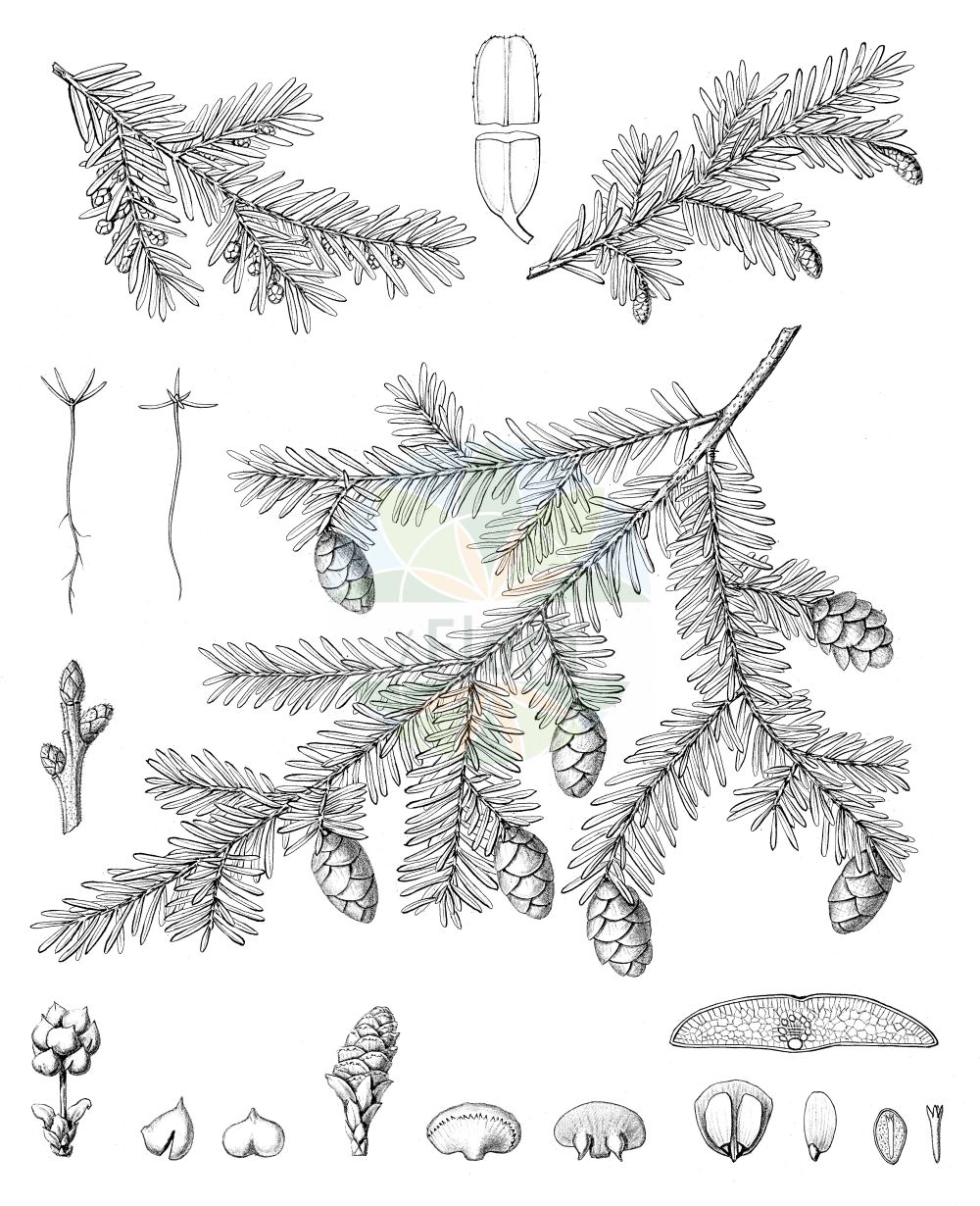 Historische Abbildung von Tsuga canadensis (Kanadische Hemlocktanne - Eastern Hemlock-spruce). Das Bild zeigt Blatt, Bluete, Frucht und Same. ---- Historical Drawing of Tsuga canadensis (Kanadische Hemlocktanne - Eastern Hemlock-spruce). The image is showing leaf, flower, fruit and seed.(Tsuga canadensis,Kanadische Hemlocktanne,Eastern Hemlock-spruce,Pinus canadensis,Tsuga canadensis,Kanadische Hemlocktanne,Schierlingstanne,Eastern Hemlock-spruce,Canada Hemlock,Eastern Hemlock,Tsuga,Hemlocktanne,Hemlock-spruce,Pinaceae,Kieferngewächse,Pine family,Blatt,Bluete,Frucht,Same,leaf,flower,fruit,seed,Sargent (1891-1902))