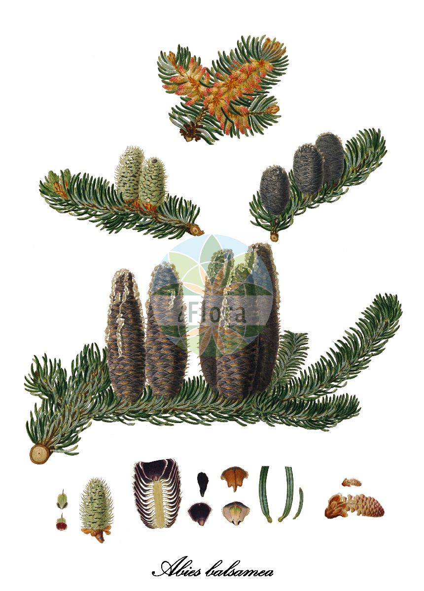 Historische Abbildung von Abies balsamea (Balsam-Tanne - Balsam fir). Das Bild zeigt Blatt, Bluete, Frucht und Same. ---- Historical Drawing of Abies balsamea (Balsam-Tanne - Balsam fir). The image is showing leaf, flower, fruit and seed.(Abies balsamea,Balsam-Tanne,Balsam fir,Pinus balsamea,Abies,Tanne,Fir,Pinaceae,Kieferngewächse,Pine Family,Blatt,Bluete,Frucht,Same,leaf,flower,fruit,seed,Lambert (1803-1824))